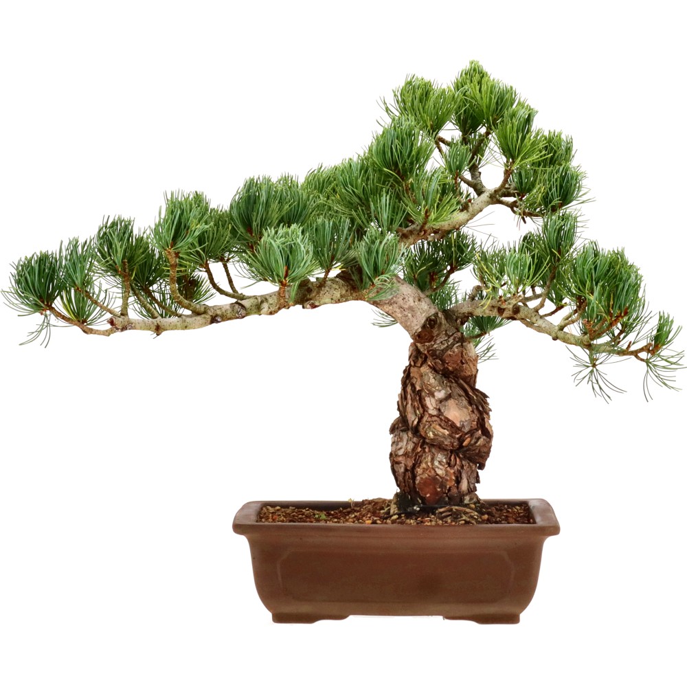 Japanese white pine, approx. 30 y. (35 cm)