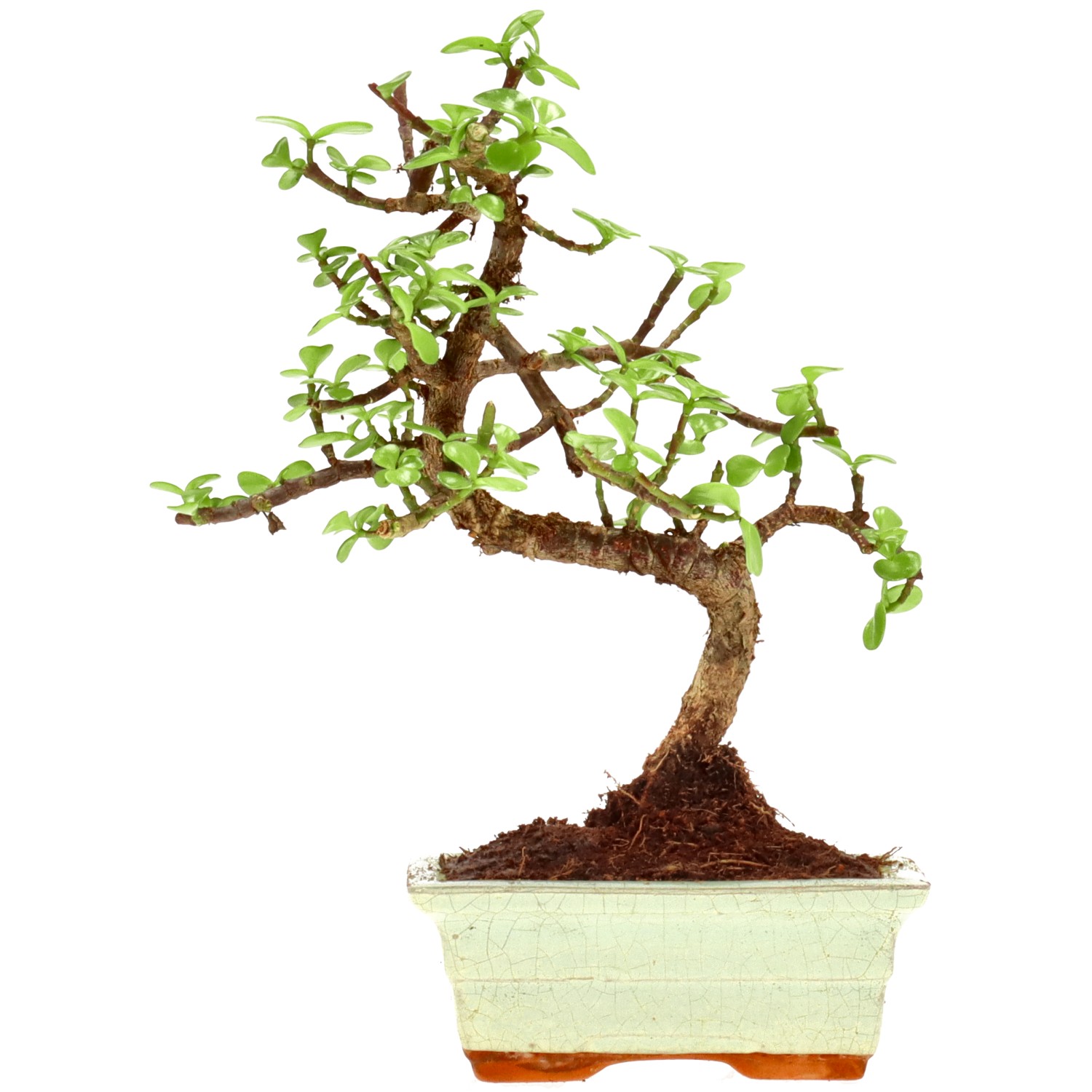 Jadebaum, ca. 7 J. (26 cm)