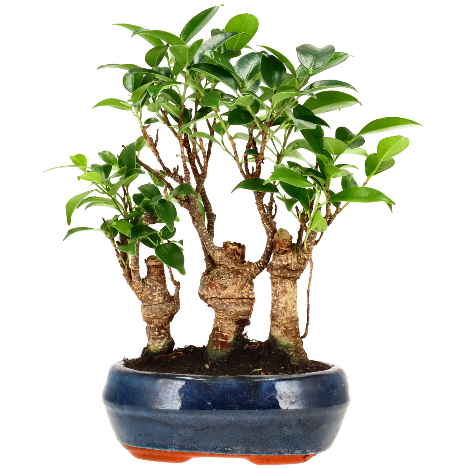 Chin. Feigenbaum (Retusa), ca. 7 J. (21 cm)