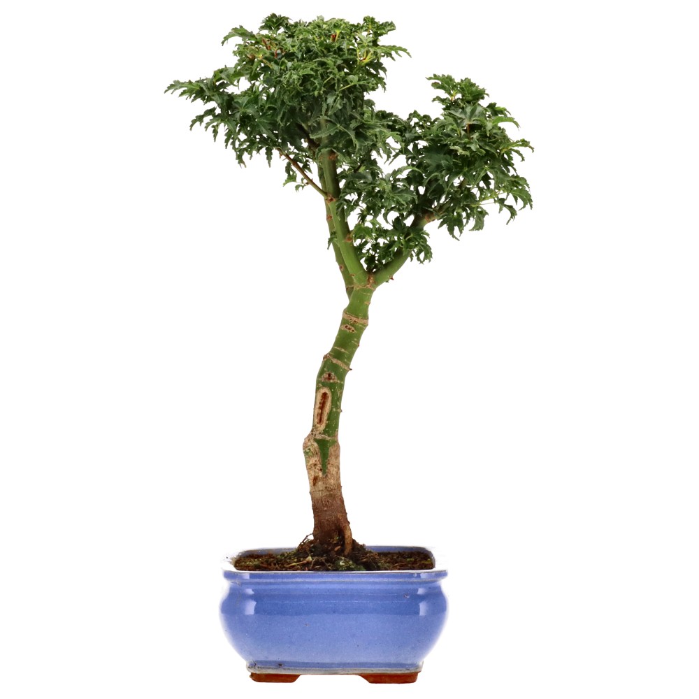bonsai.fallbackImageTitle
