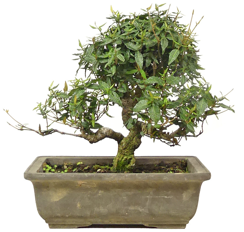 Jap. Sternjasmin, ca. 18 J. (20 cm) Slider Bild