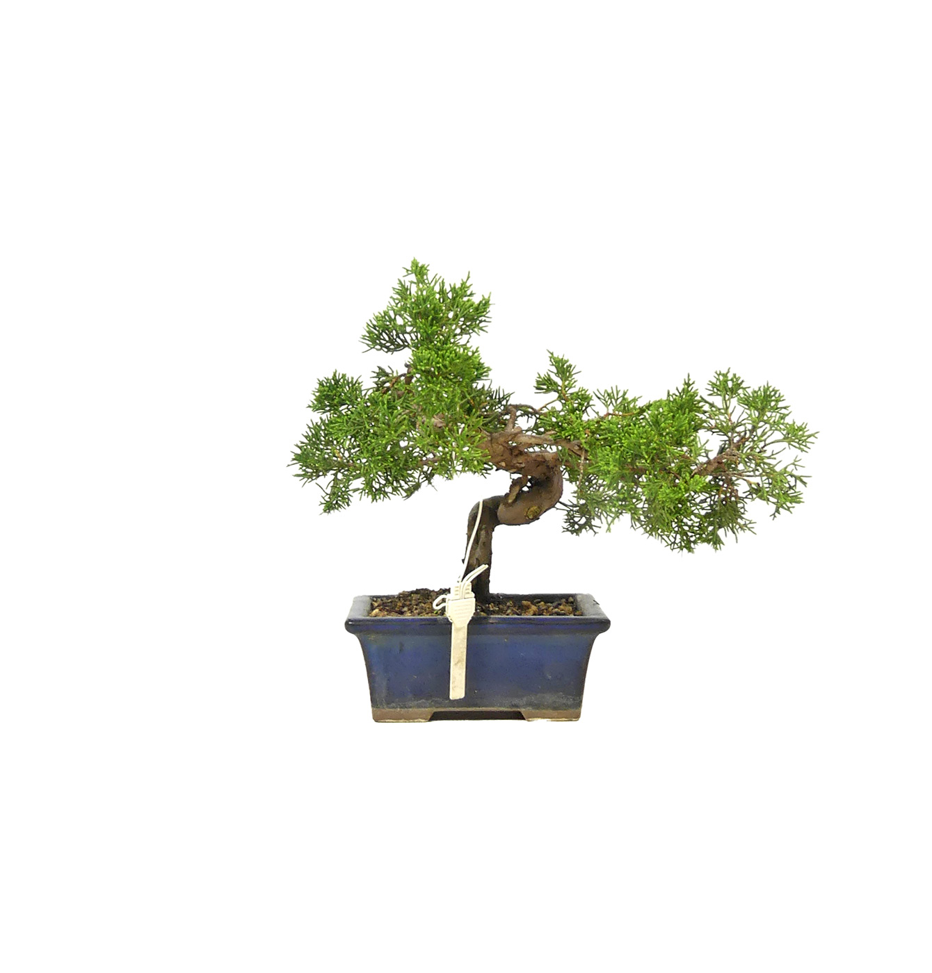 bonsai.fallbackImageTitle bonsai.fallbackImageTitle