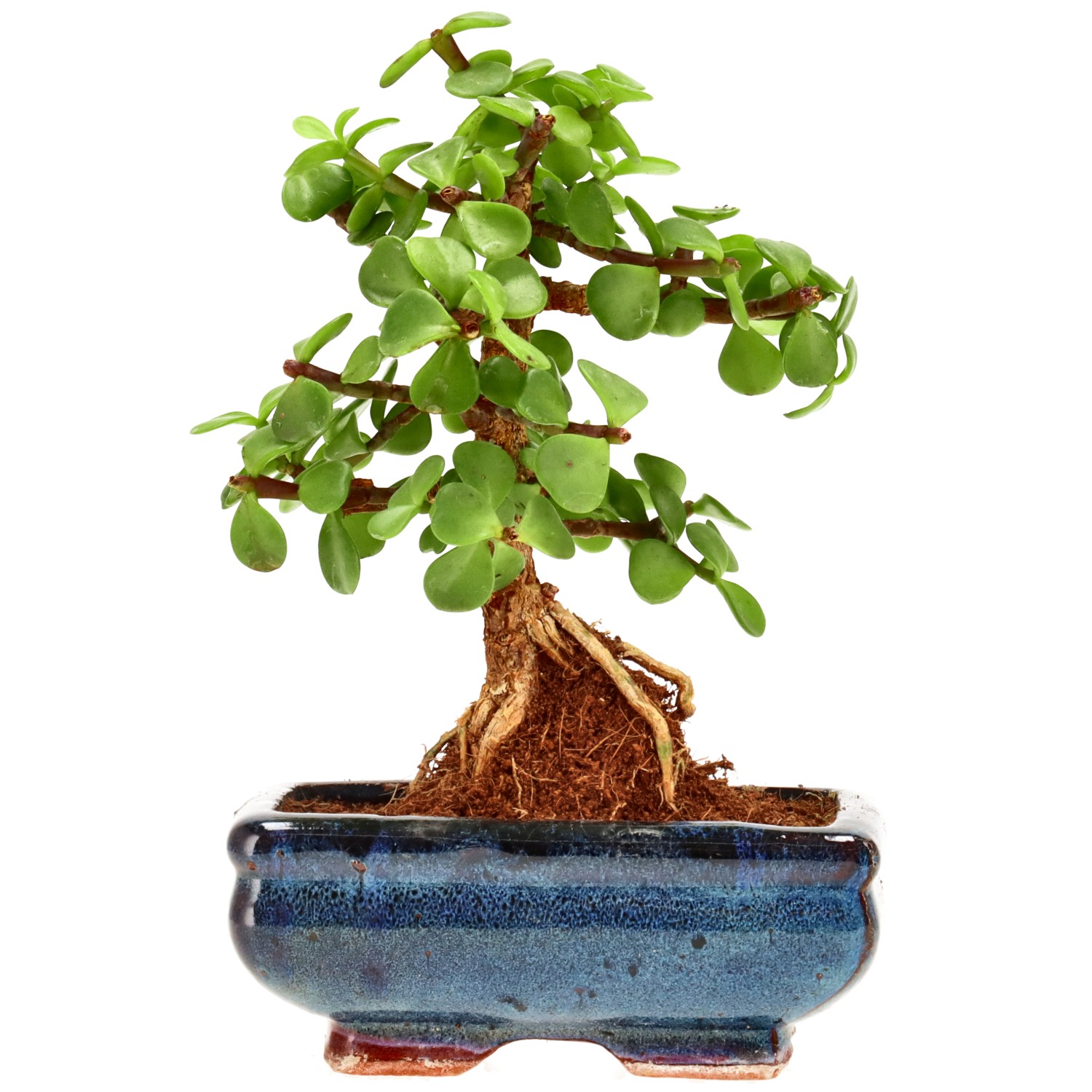 Jadebaum, ca. 7 J. (18 cm)