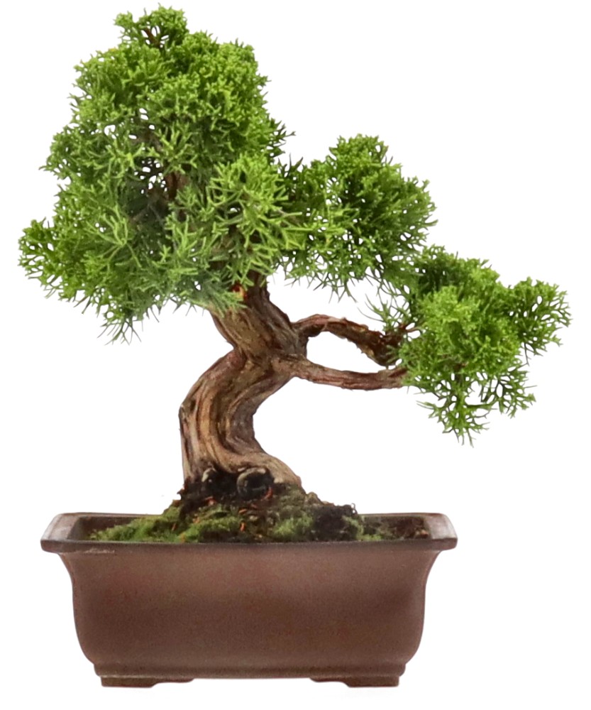bonsai.fallbackImageTitle bonsai.fallbackImageTitle