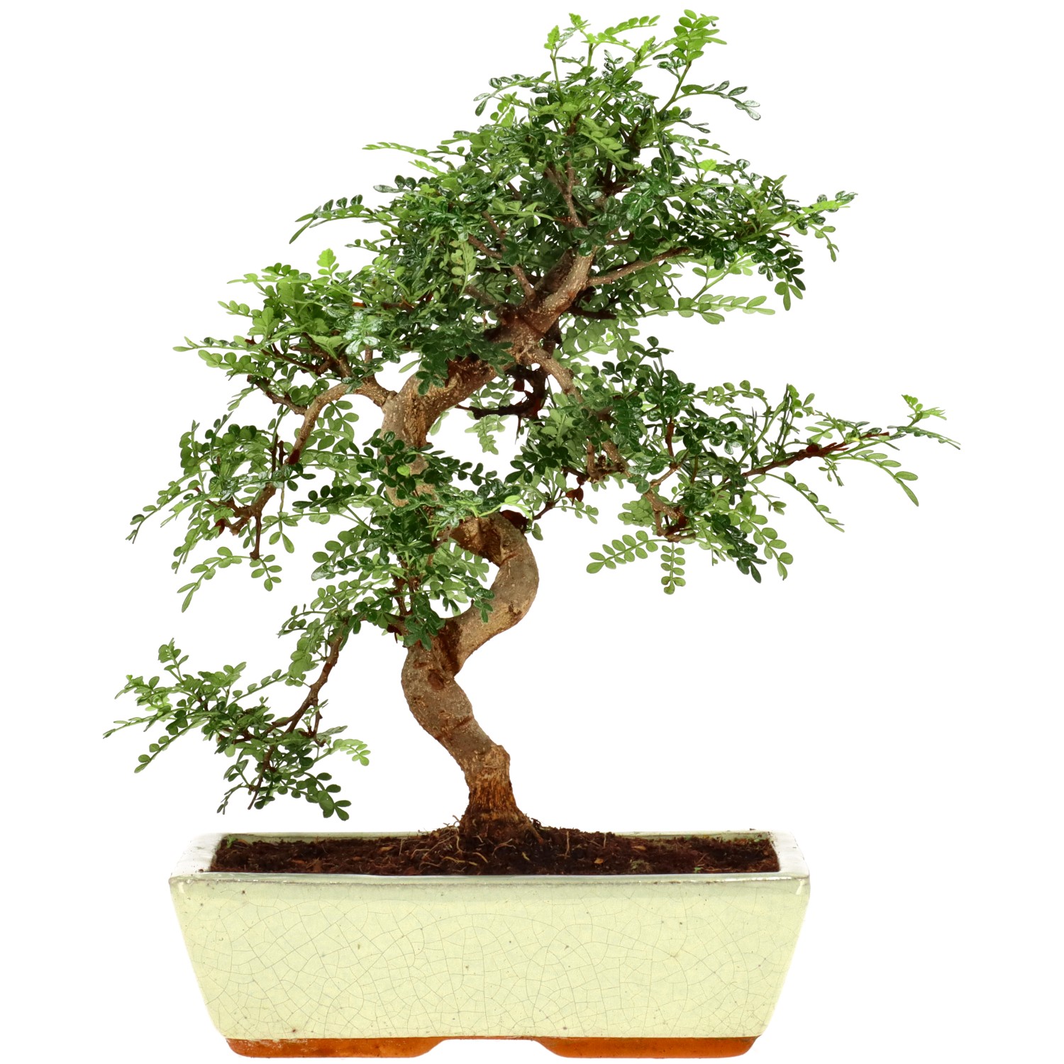 Pepe di Sichuan, ca. 15 anni (38 cm)