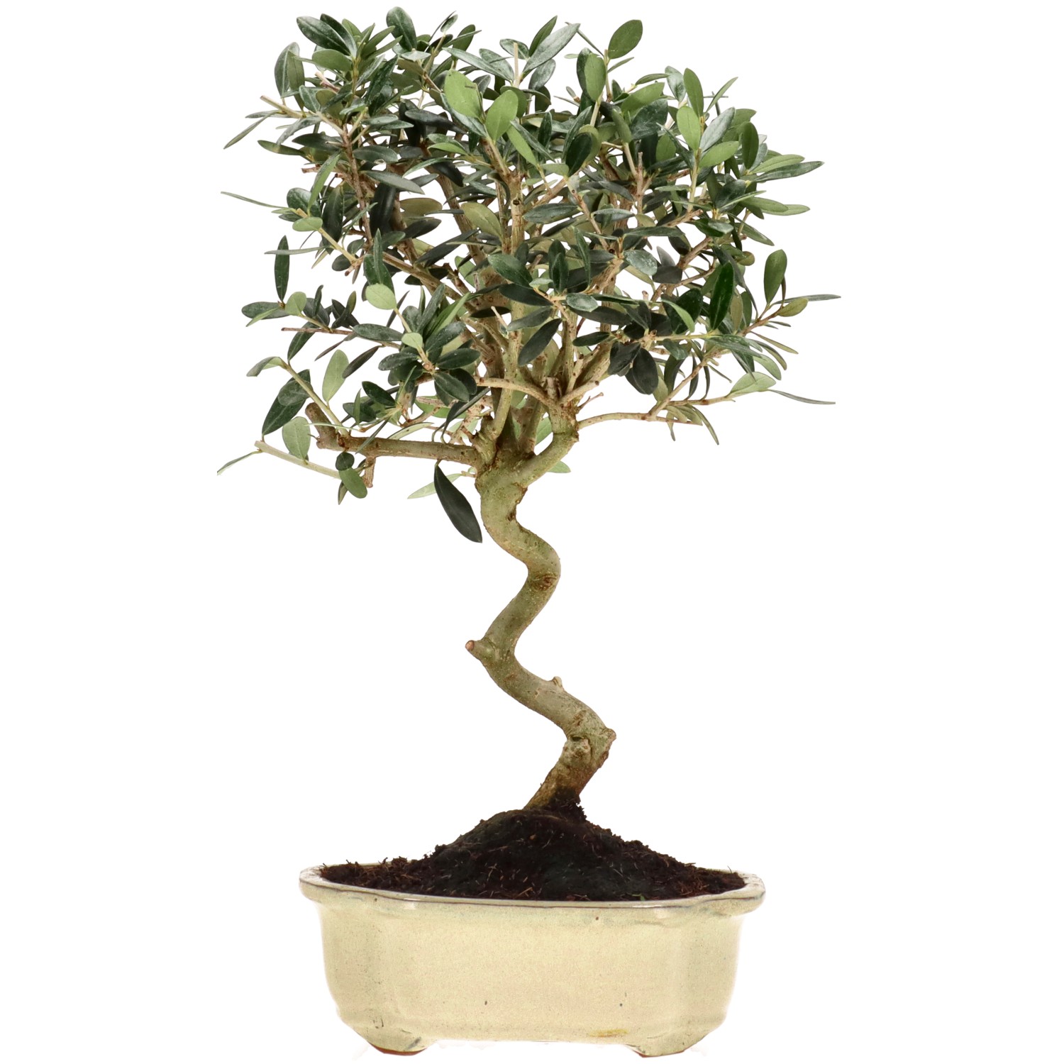 Olea europaea, env. 10 ans (37 cm)
