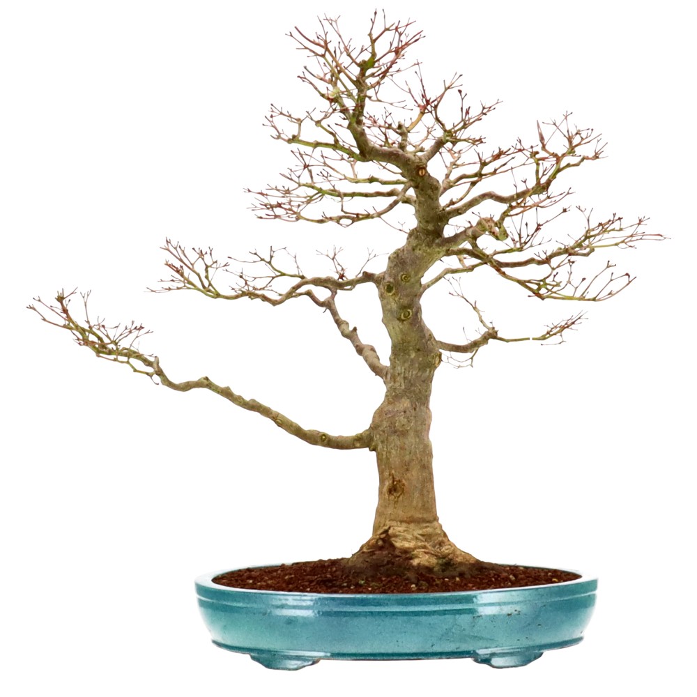 Jap. Fächerahorn, ca. 40 J. (60 cm) Jap. Fächerahorn, ca. 40 J. (60 cm)