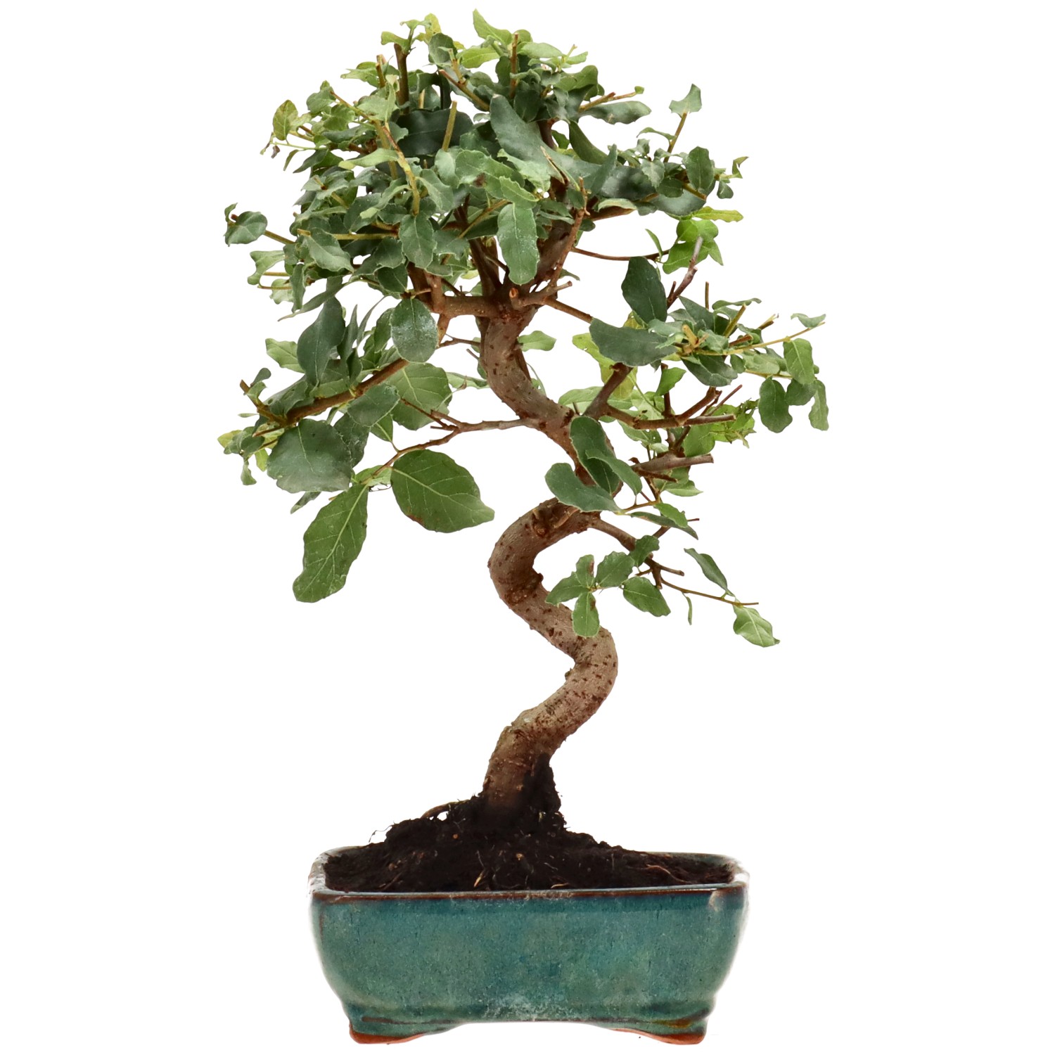 Alcornoque, aprox. 7 años (30 cm)