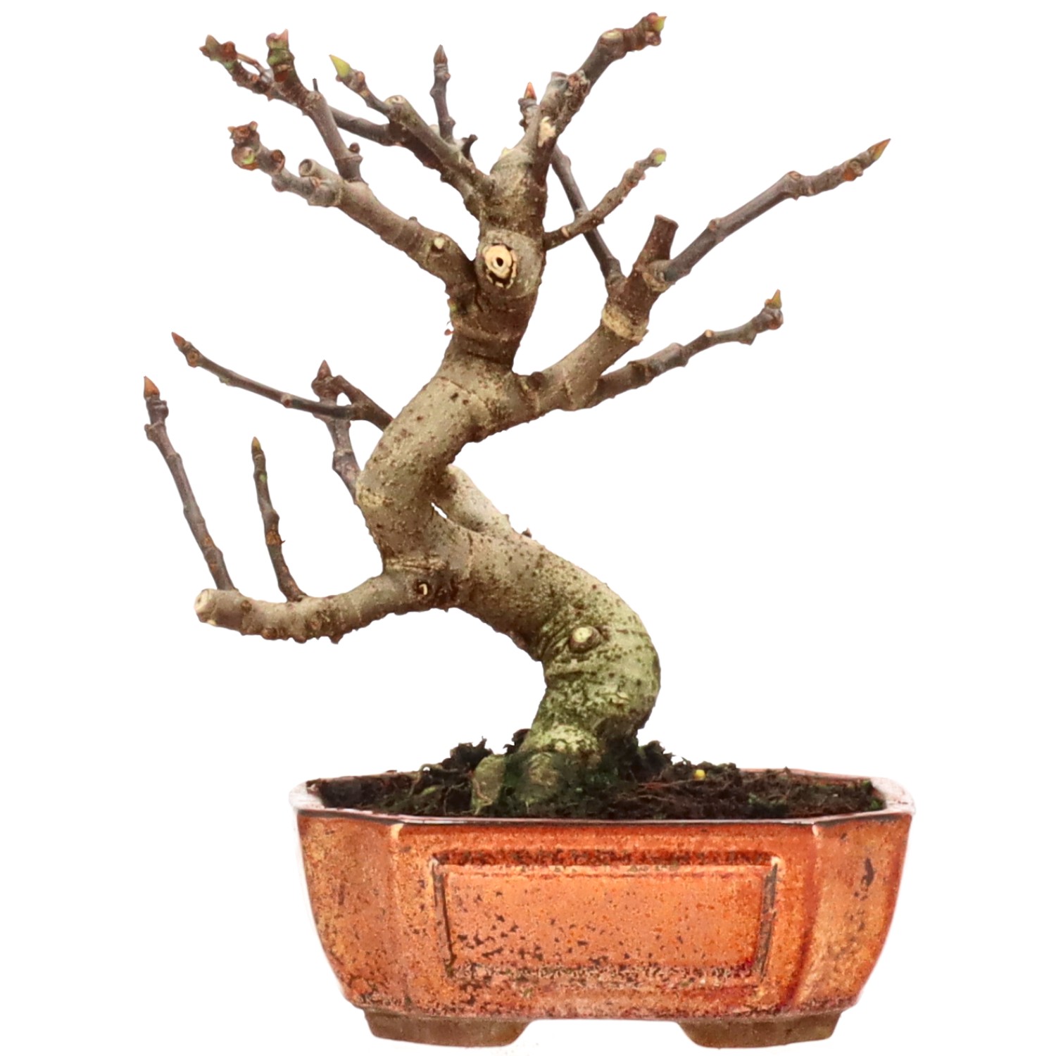 Fruchtfeige, ca. 10 J. (23 cm)