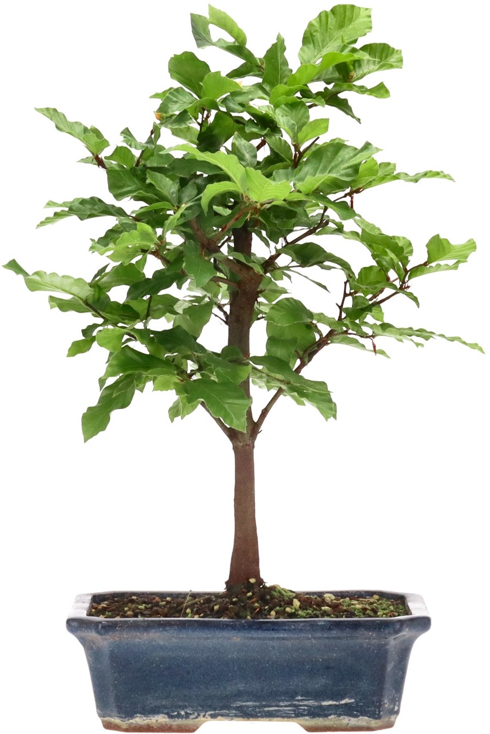[L006] Korean Hornbeam, approx. 8 years