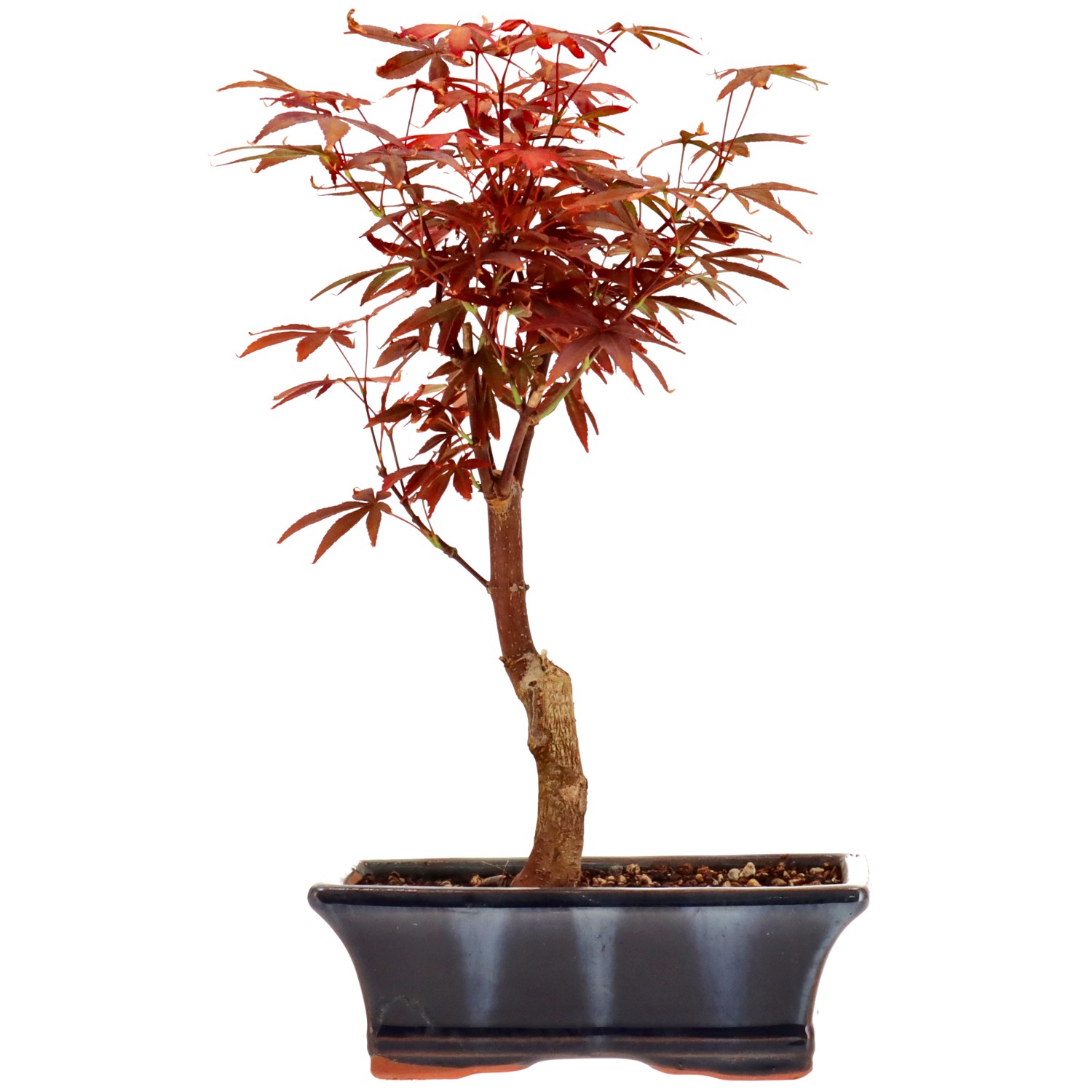 Jap. Fächerahorn (Atropurpureum), veredelt, ca. 9 J. (29 cm)