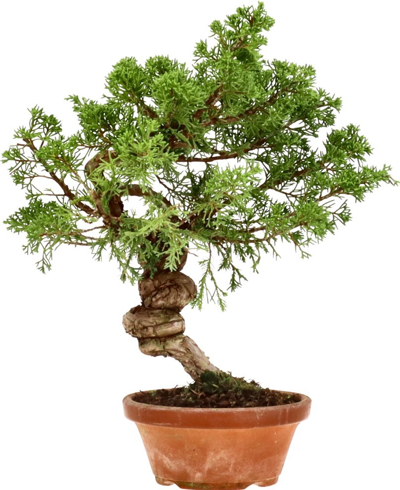 [R005] Chinese juniper, approx. 20 years