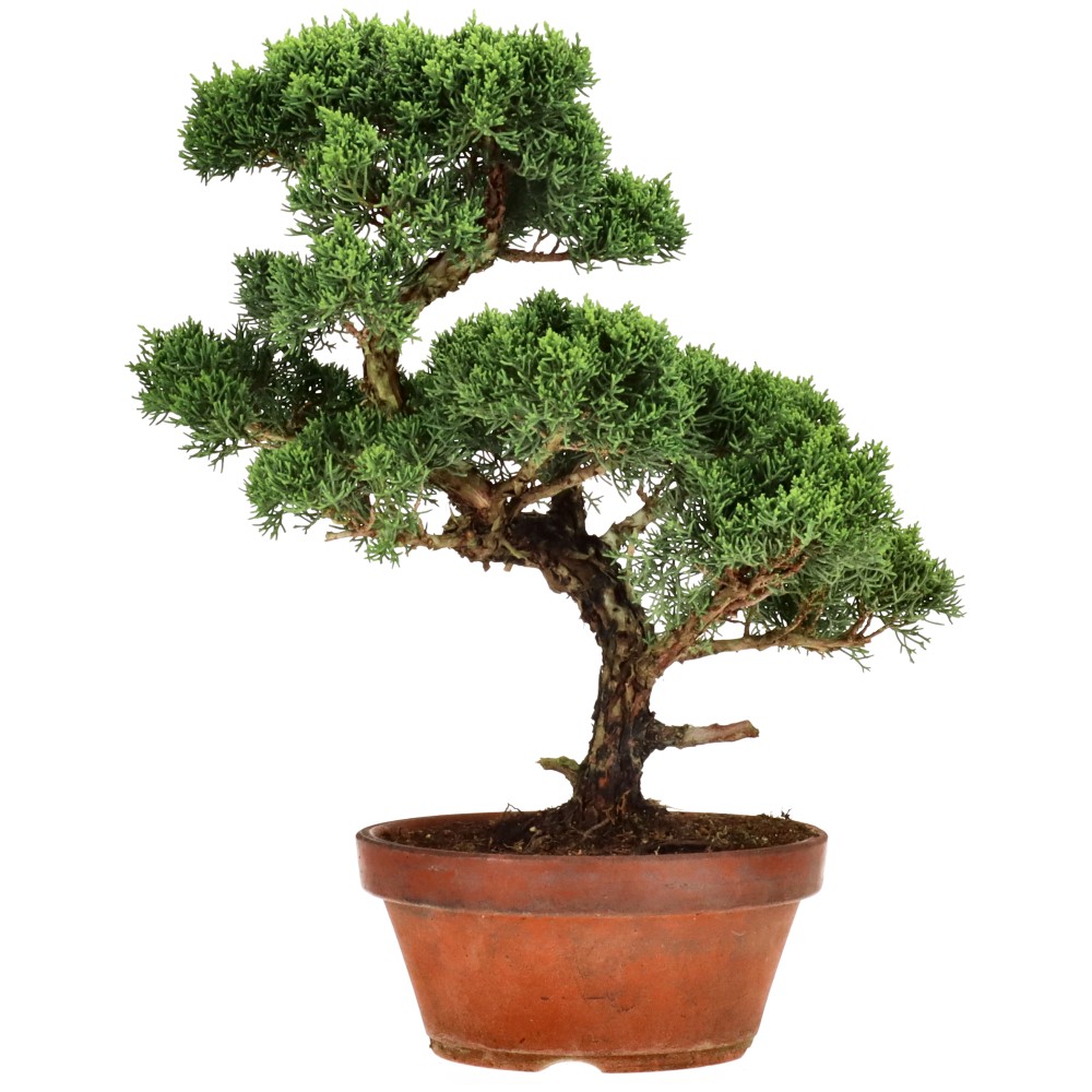 Chinese juniper, approx. 24 y. (36 cm)