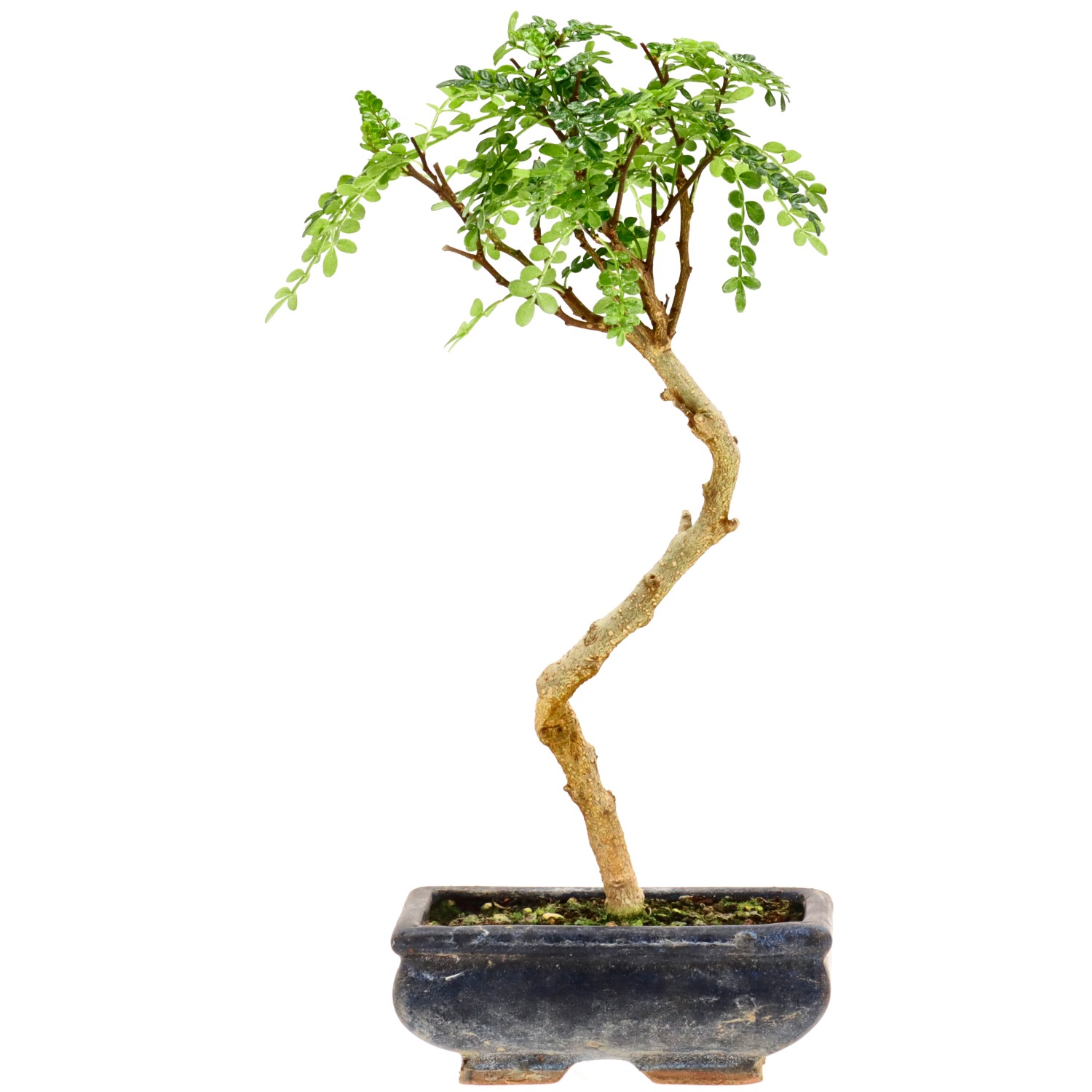 bonsai.fallbackImageTitle bonsai.fallbackImageTitle