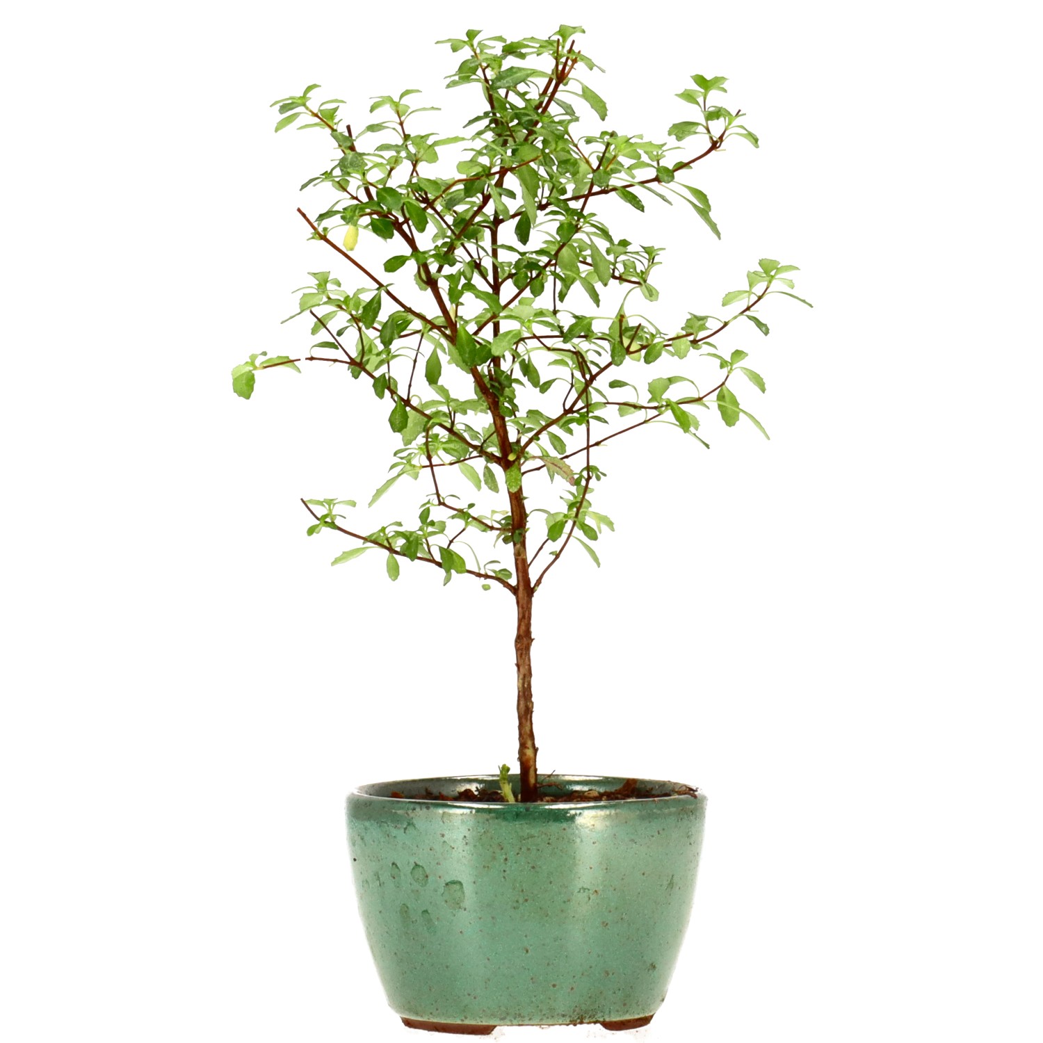 Fuchsie, ca. 2 J. (17 cm)