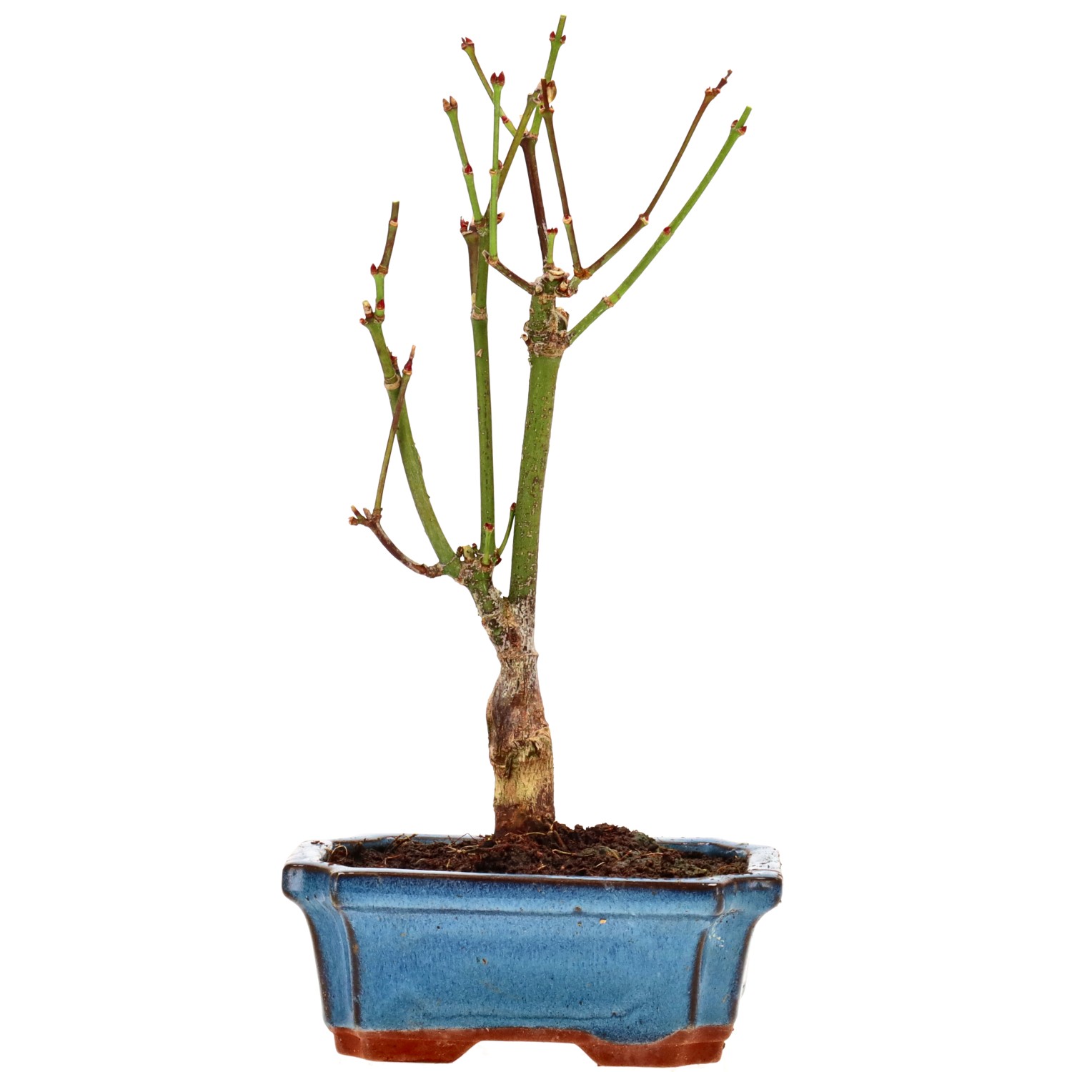 Jap. Fächerahorn (Atropurpureum), ca. 7 J. (26 cm)