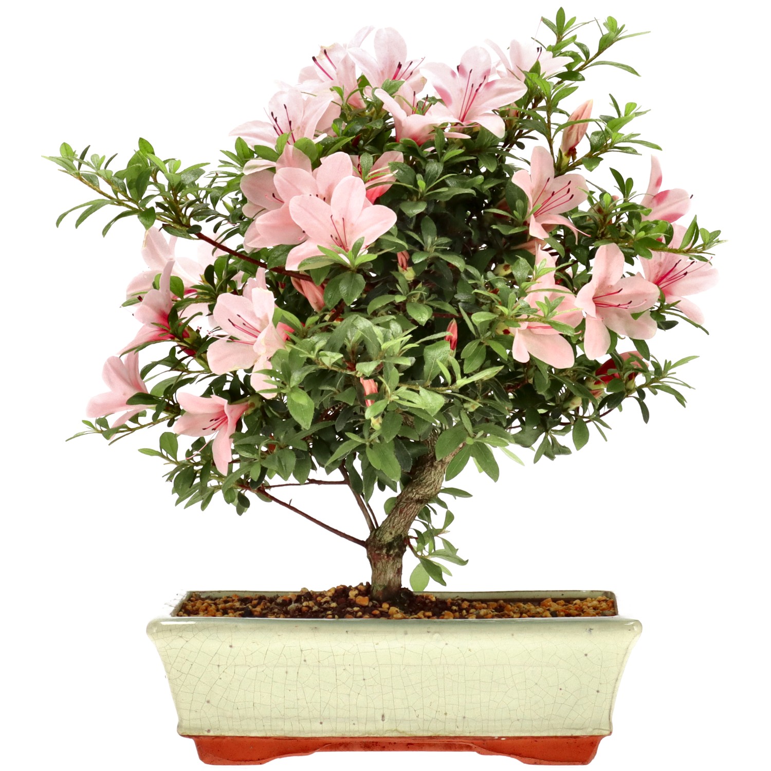 Azalea japónica, aprox. 12 años (28 cm)