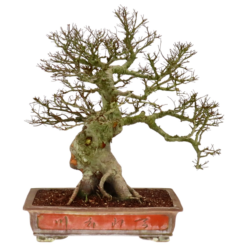 Olmo cinese, ca. 35 anni (66 cm)