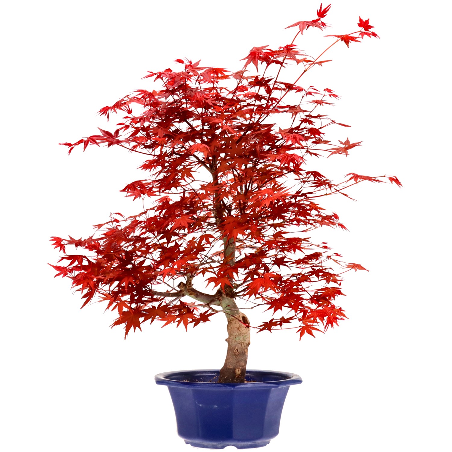 Érable du Japon (Deshojo), greffé, env. 16 ans (49 cm)