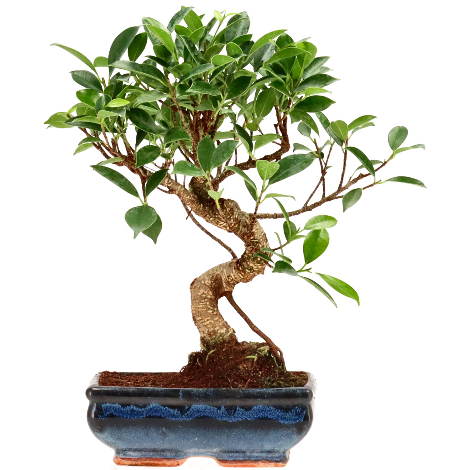 Vijgenboom, ca. 9 j. (27 cm)