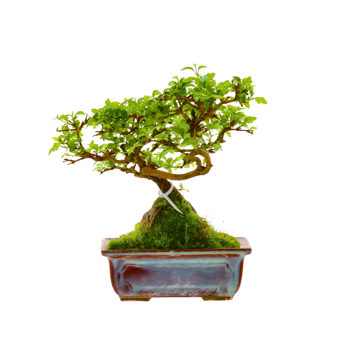 bonsai.fallbackImageTitle bonsai.fallbackImageTitle