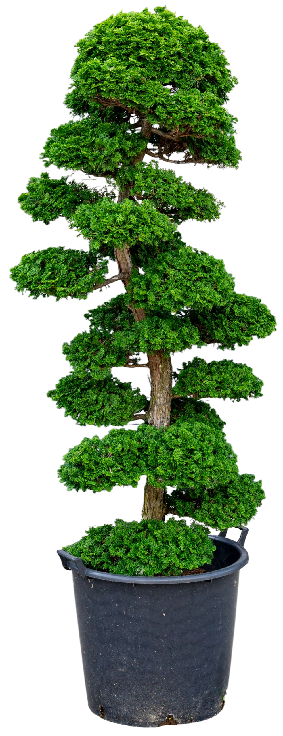 Tuinbonsai - Cypres, ca. 30 jaar