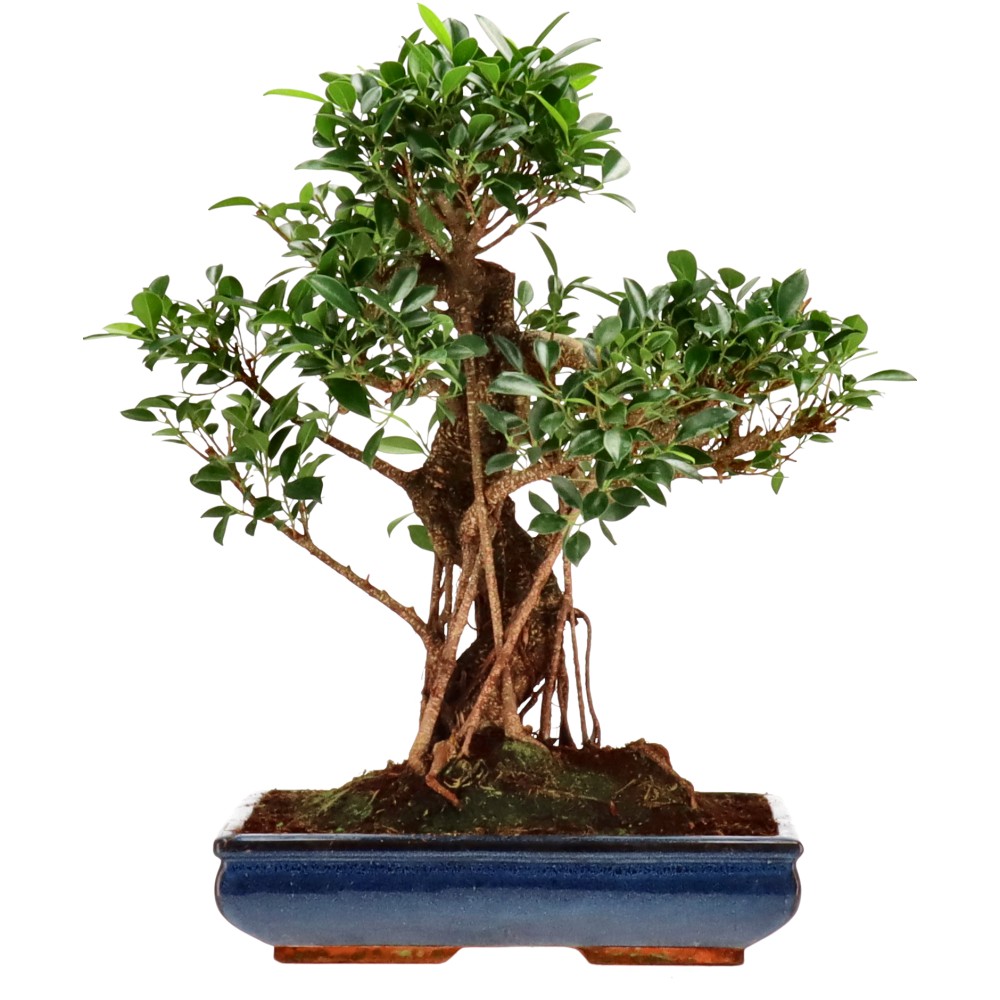 Ficus Retusa, aprox. 20 años (53 cm) Ficus Retusa, aprox. 20 años (53 cm)