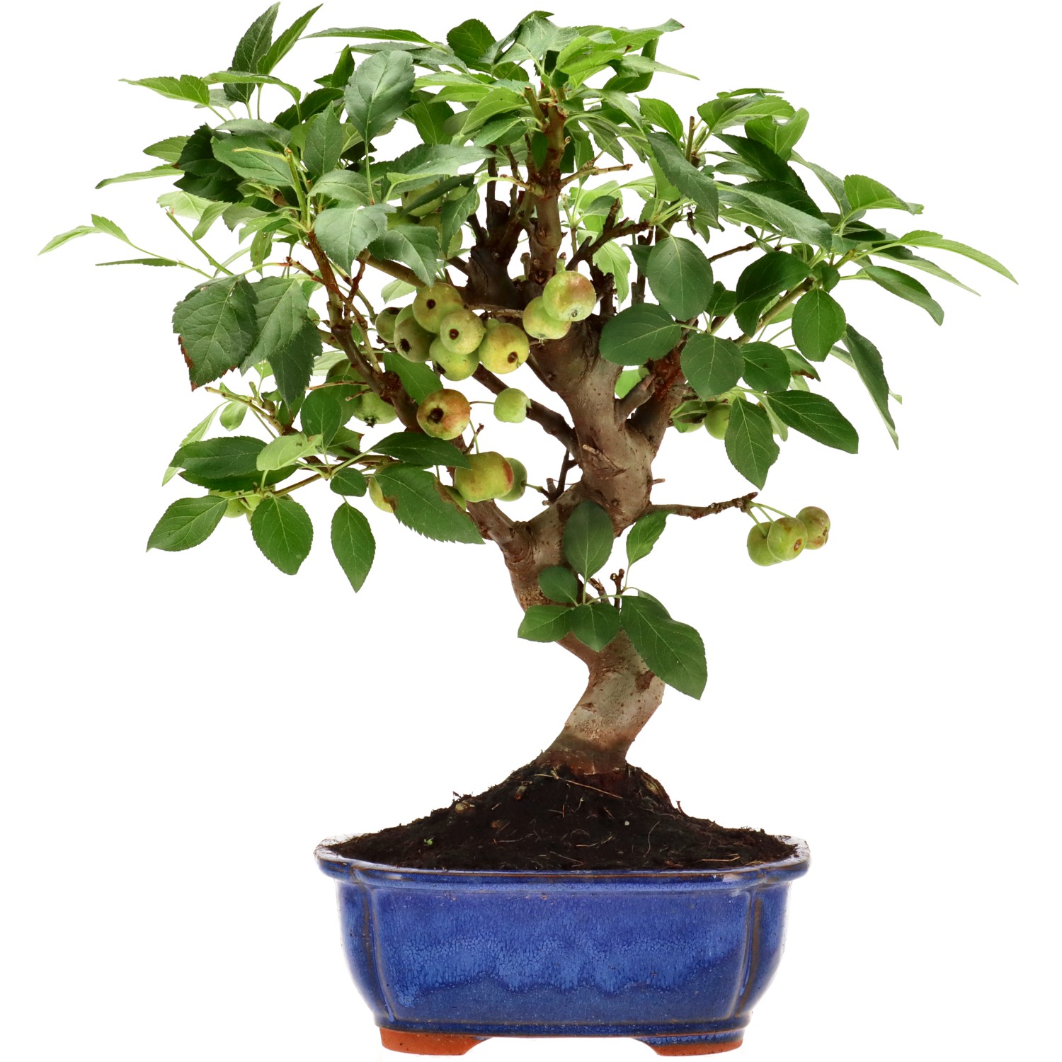 Manzano silvestre, aprox. 12 años (34 cm)