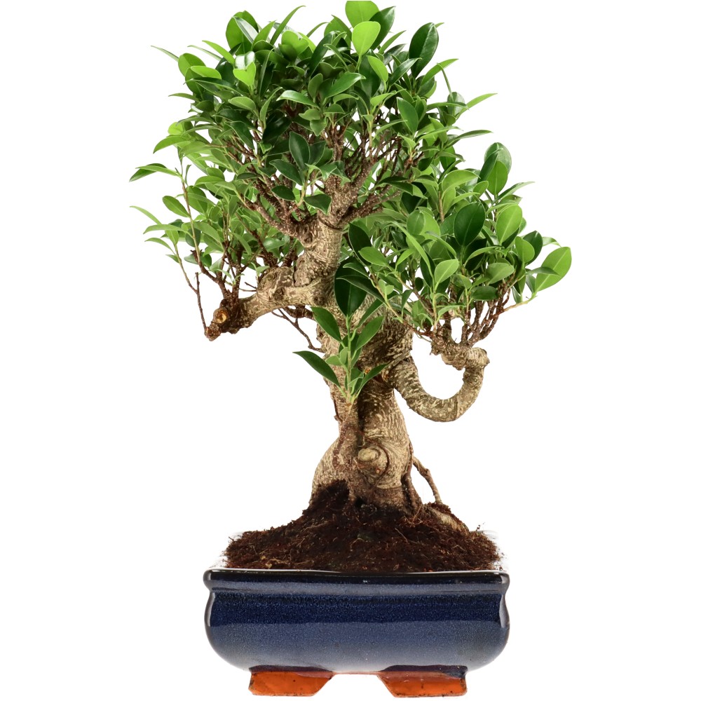 Ficus Retusa, aprox. 22 años (37 cm)
