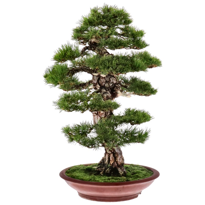 bonsai.fallbackImageTitle bonsai.fallbackImageTitle