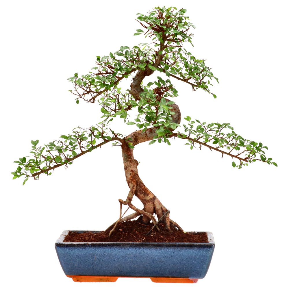 Olmo cinese, ca. 18 anni (50 cm)