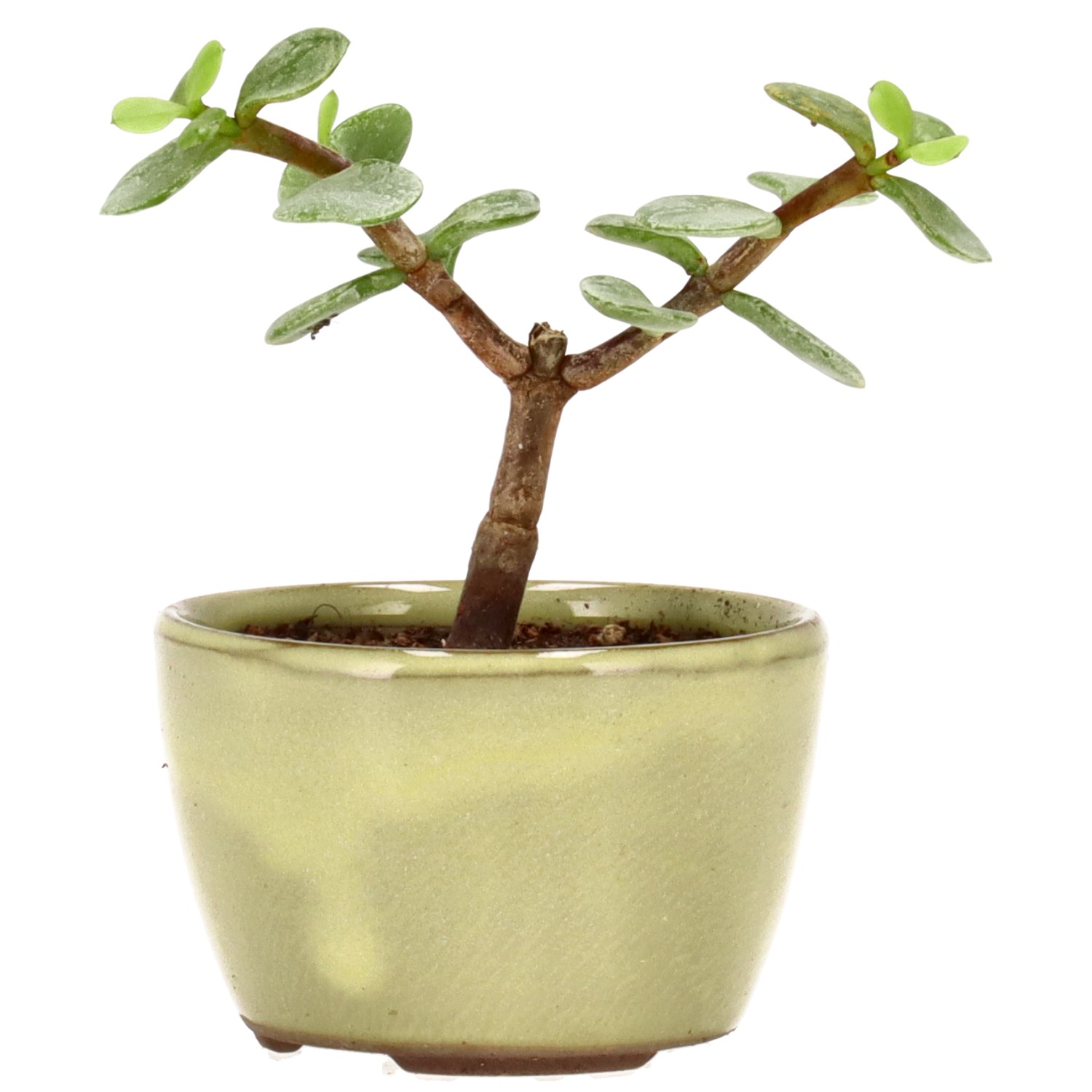 Cespuglio di Elefante, ca. 1 anni (7 cm)