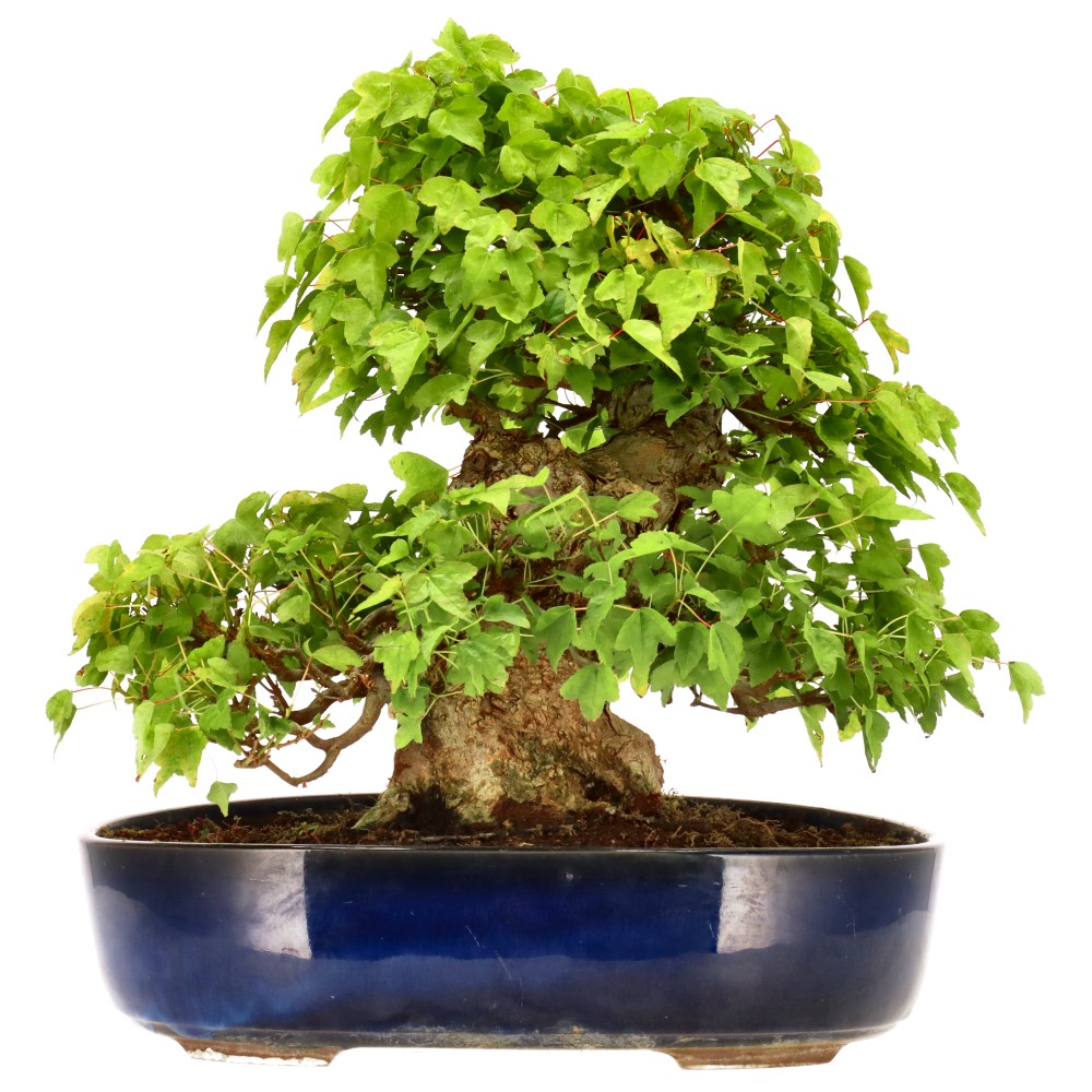 bonsai.fallbackImageTitle