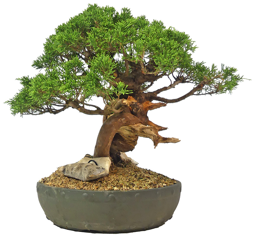 bonsai.fallbackImageTitle bonsai.fallbackImageTitle