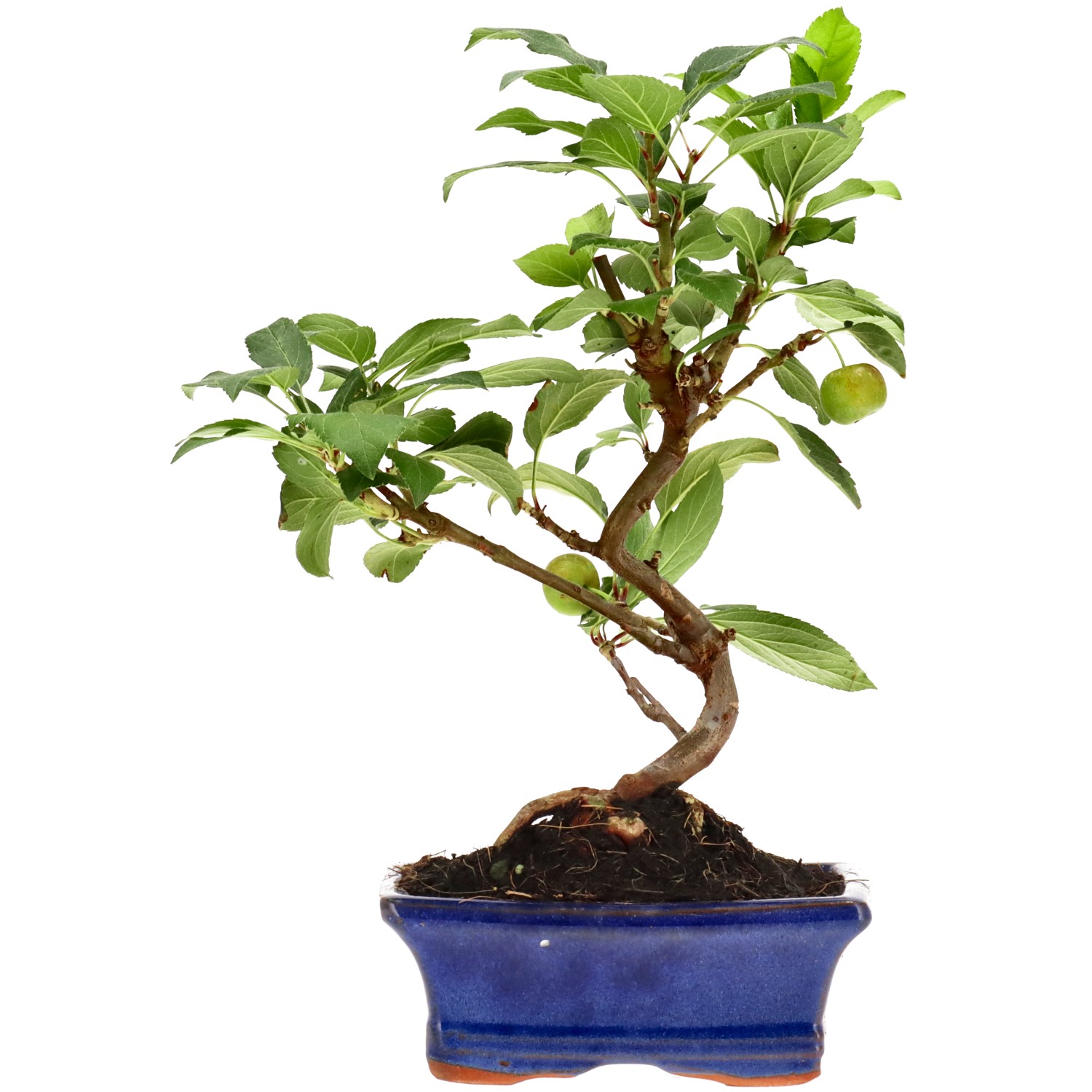 Zierapfel, ca. 7 J. (25 cm)