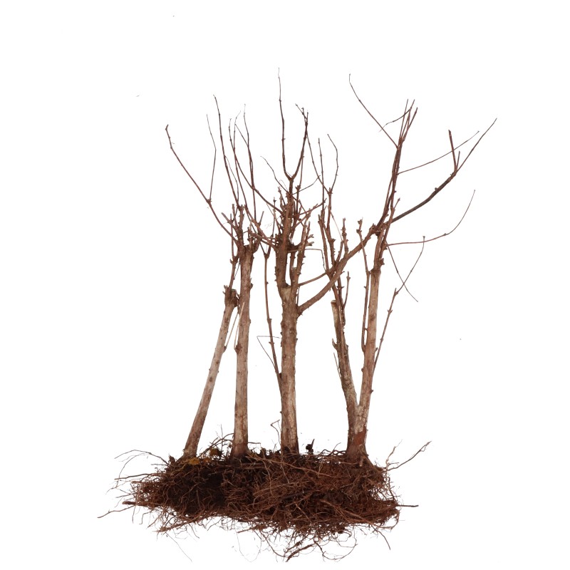 Bois mort