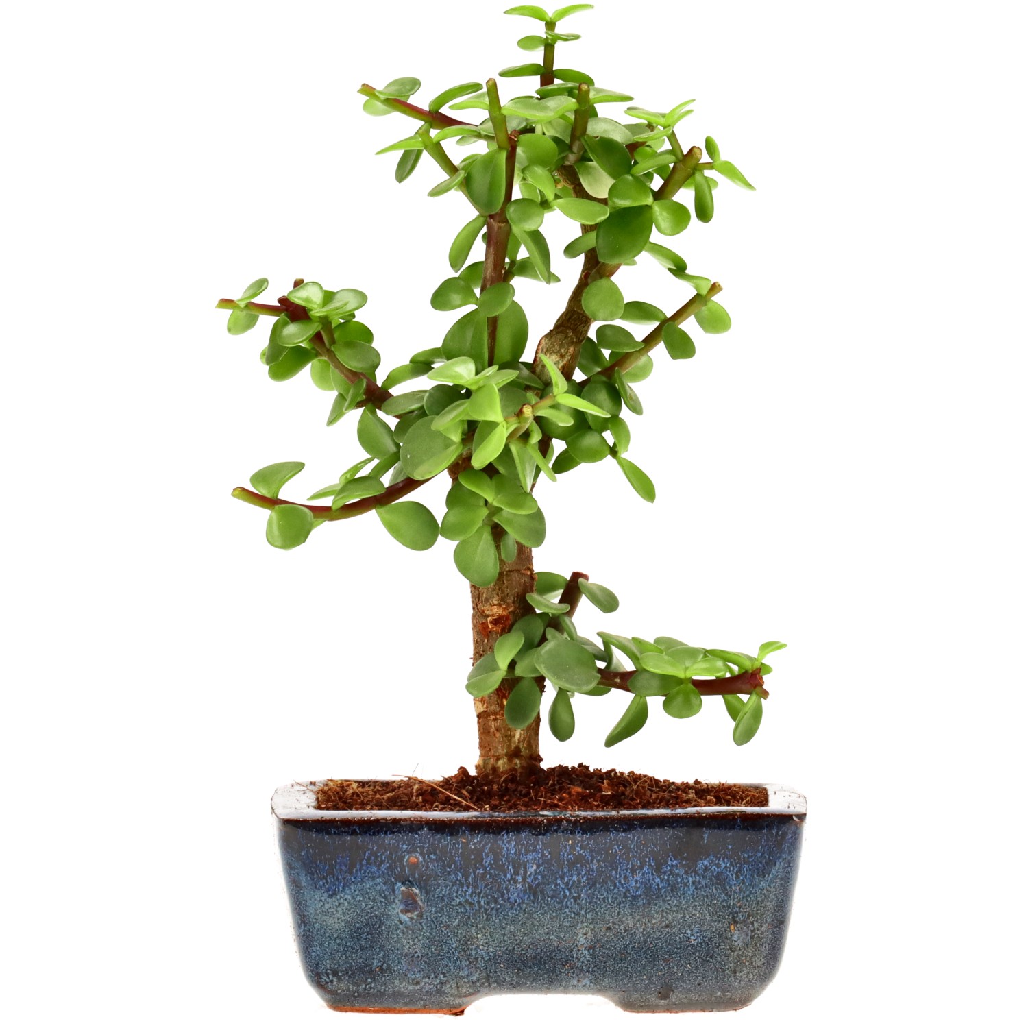 Árbol de la abundancia, aprox. 7 años (22 cm)