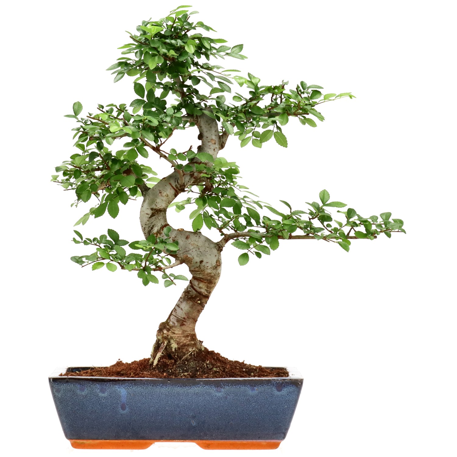 Chin. Ulme, ca. 14 J. (42 cm)