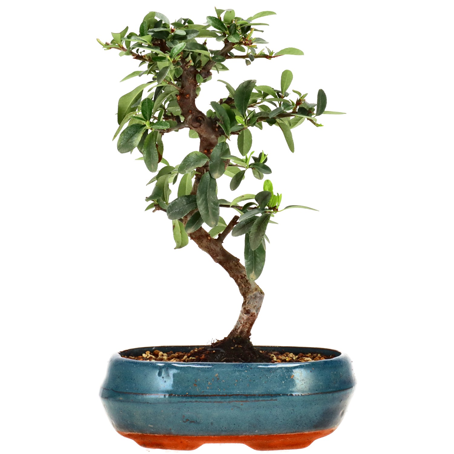 Feuerdorn, ca. 7 J. (27 cm)