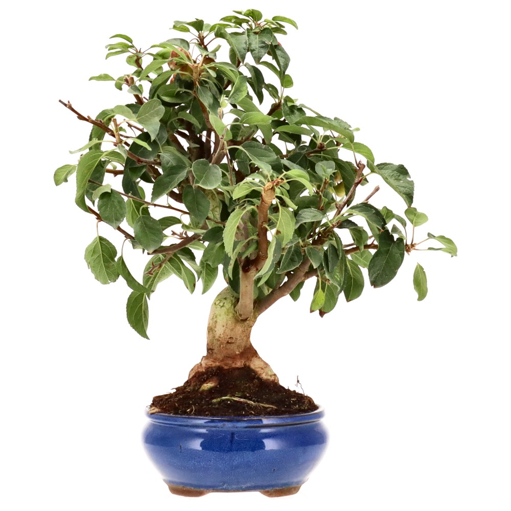 Zierapfel, ca. 17 J. (44 cm)