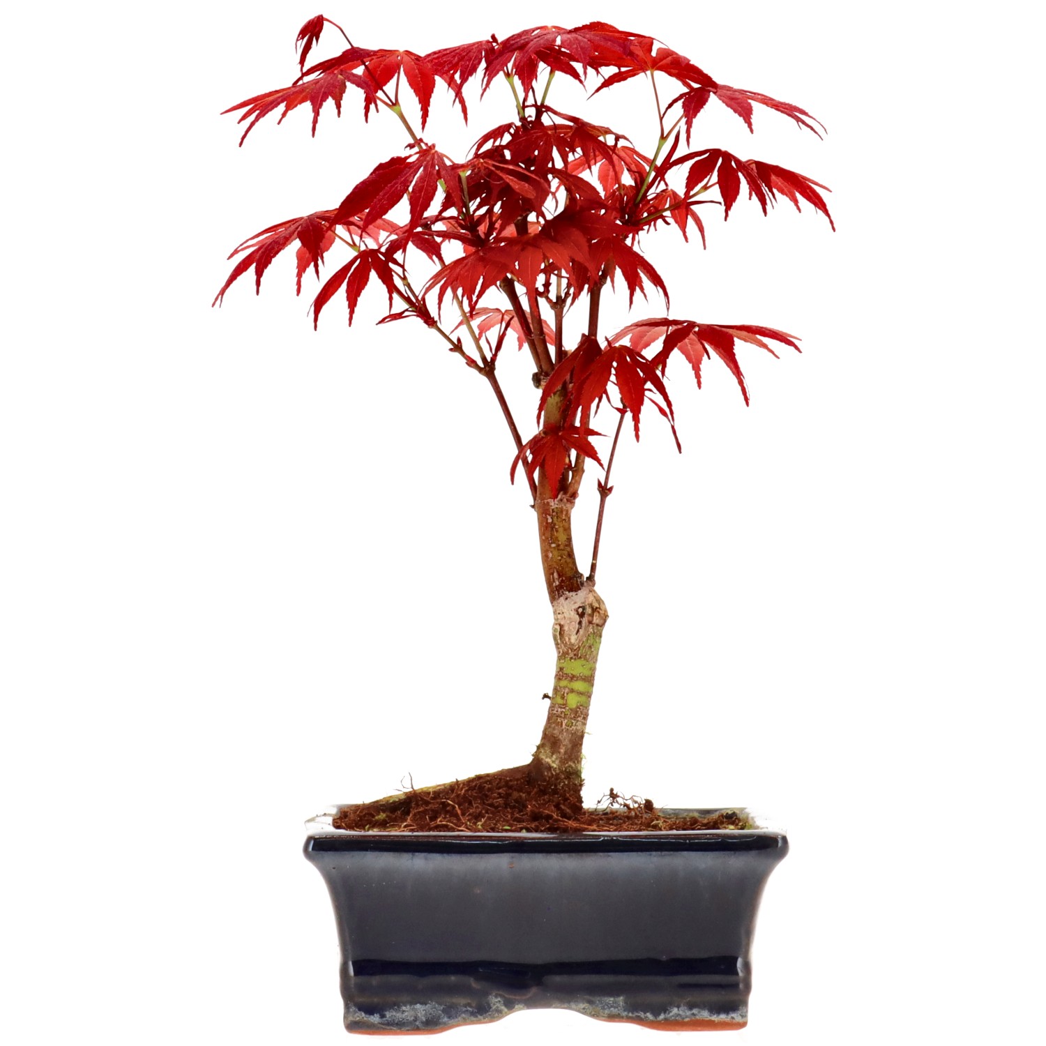 Jap. Fächerahorn (Atropurpureum), veredelt, ca. 7 J. (24 cm)