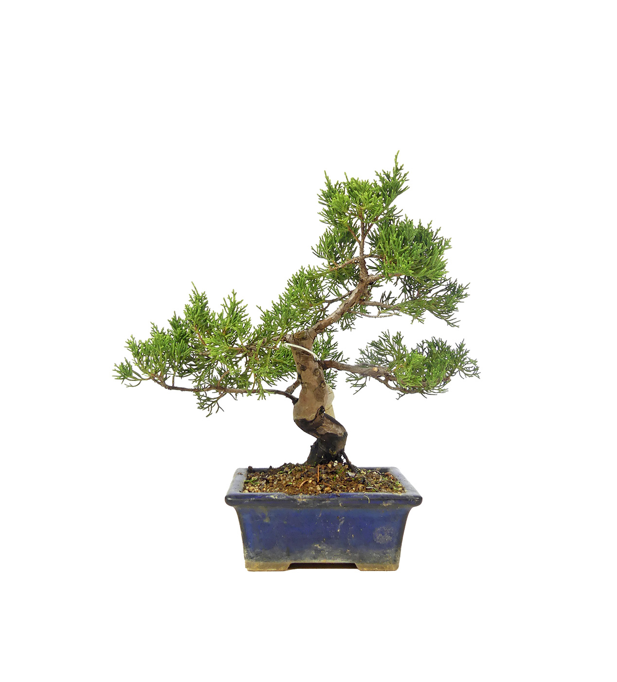 bonsai.fallbackImageTitle bonsai.fallbackImageTitle