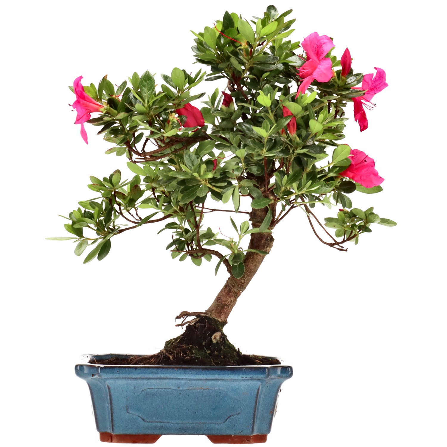 Azalea giapponese (Osakazuki), ca. 10 anni (29 cm)