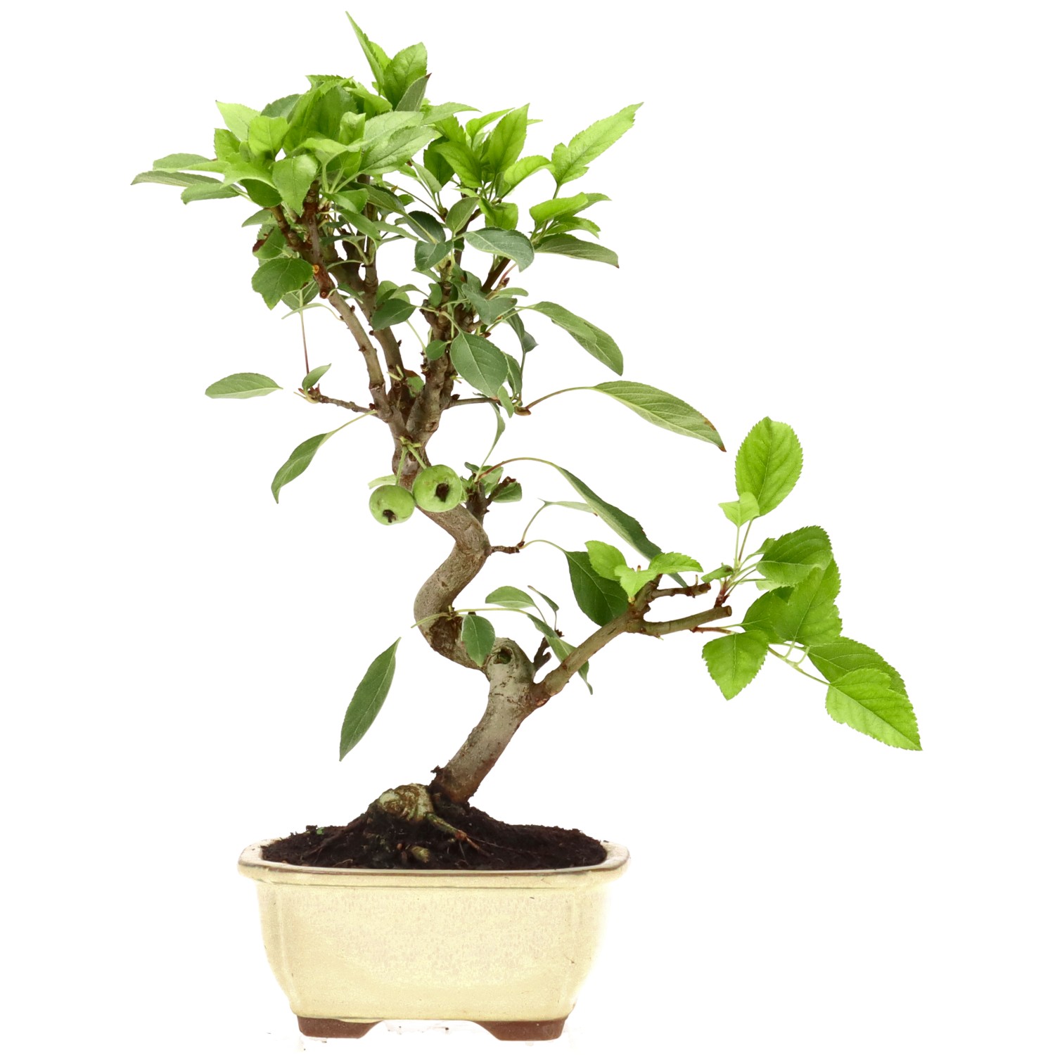 bonsai.fallbackImageTitle bonsai.fallbackImageTitle