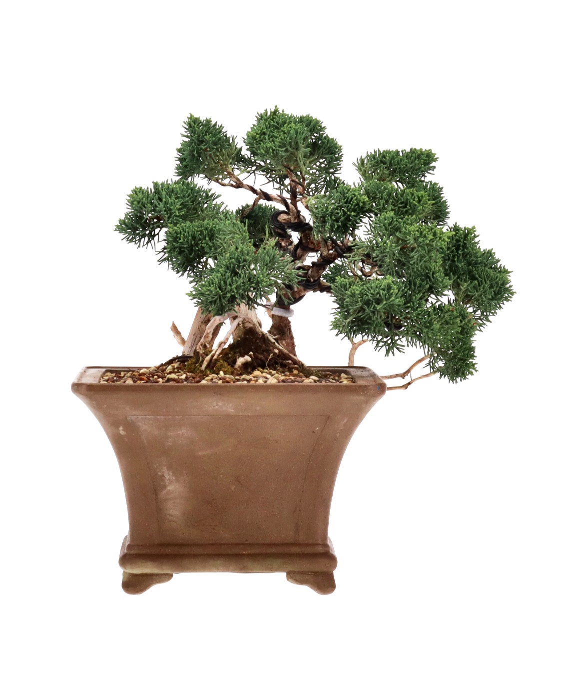 bonsai.fallbackImageTitle bonsai.fallbackImageTitle