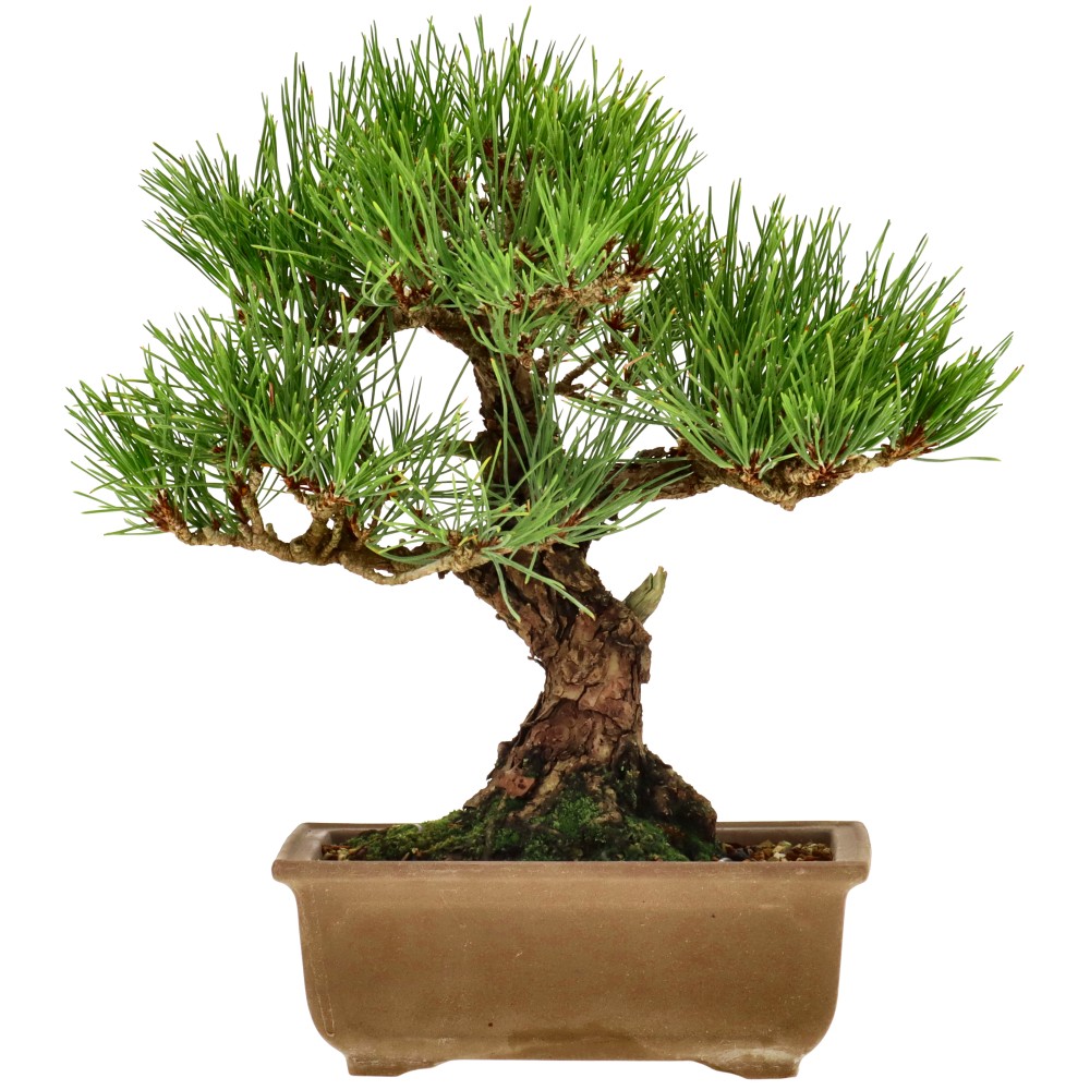 Pino nero giapponese, ca. 18 anni (23 cm)
