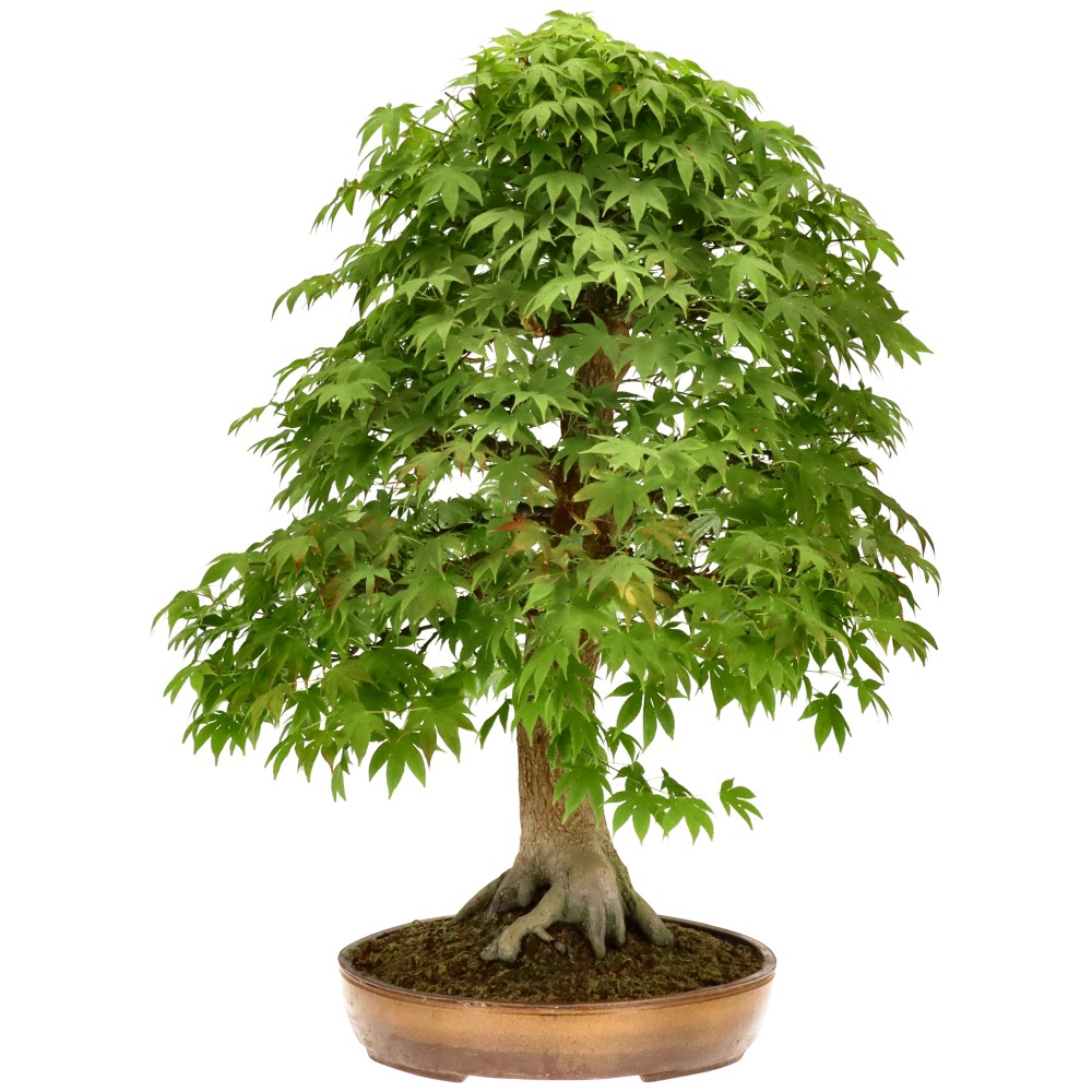 Érable palmé, env. 30 ans (79 cm)