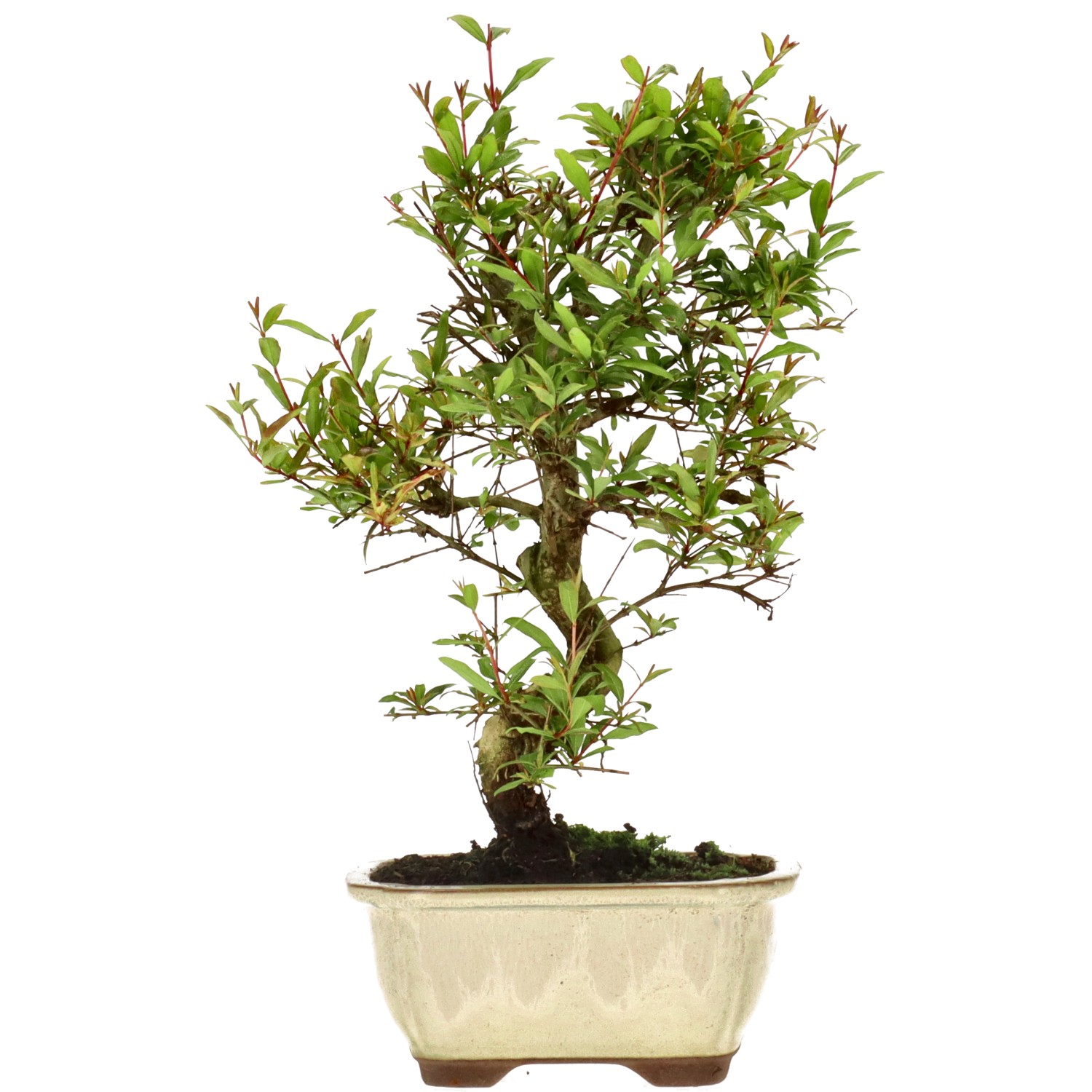 Granatapfel, ca. 8 J. (28 cm)
