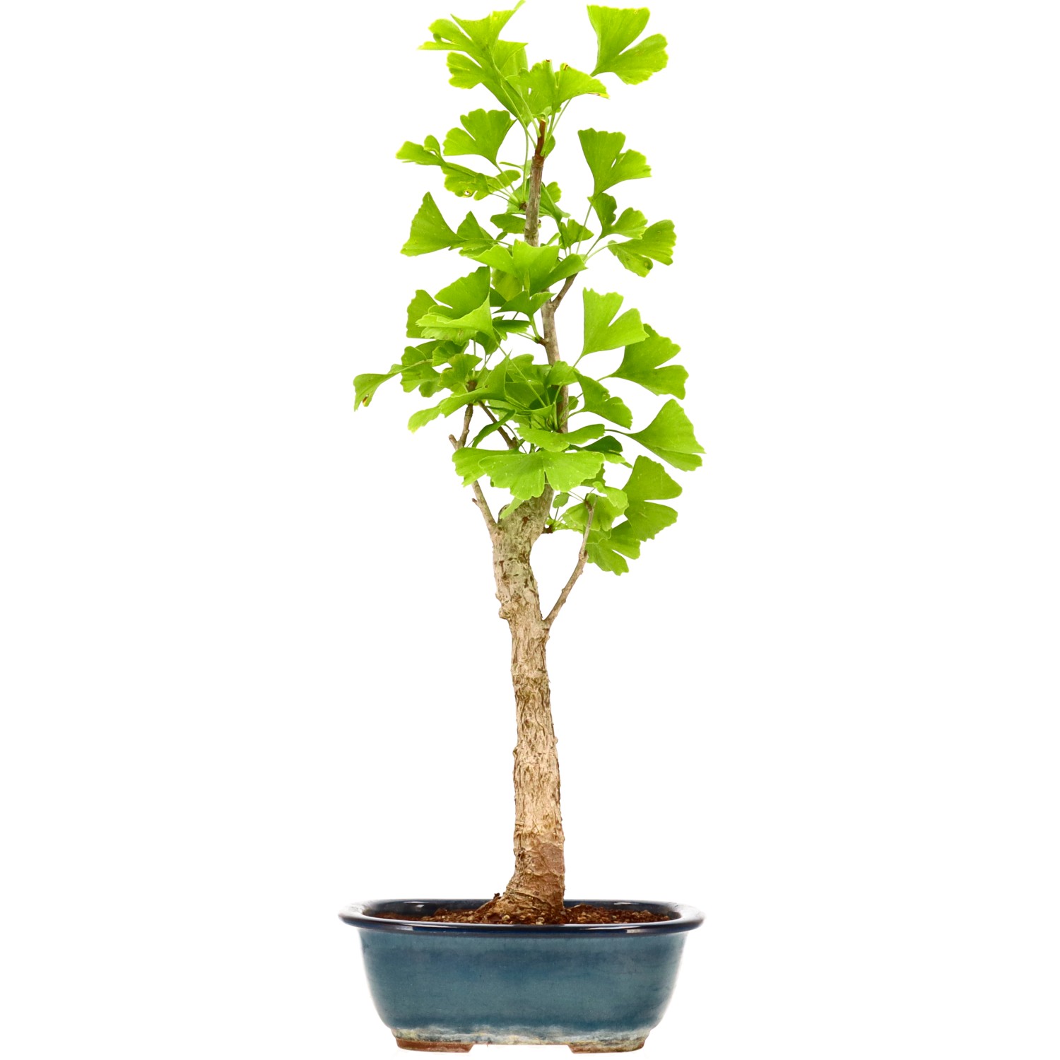 Ginkgo, ca. 12 J. (57 cm)