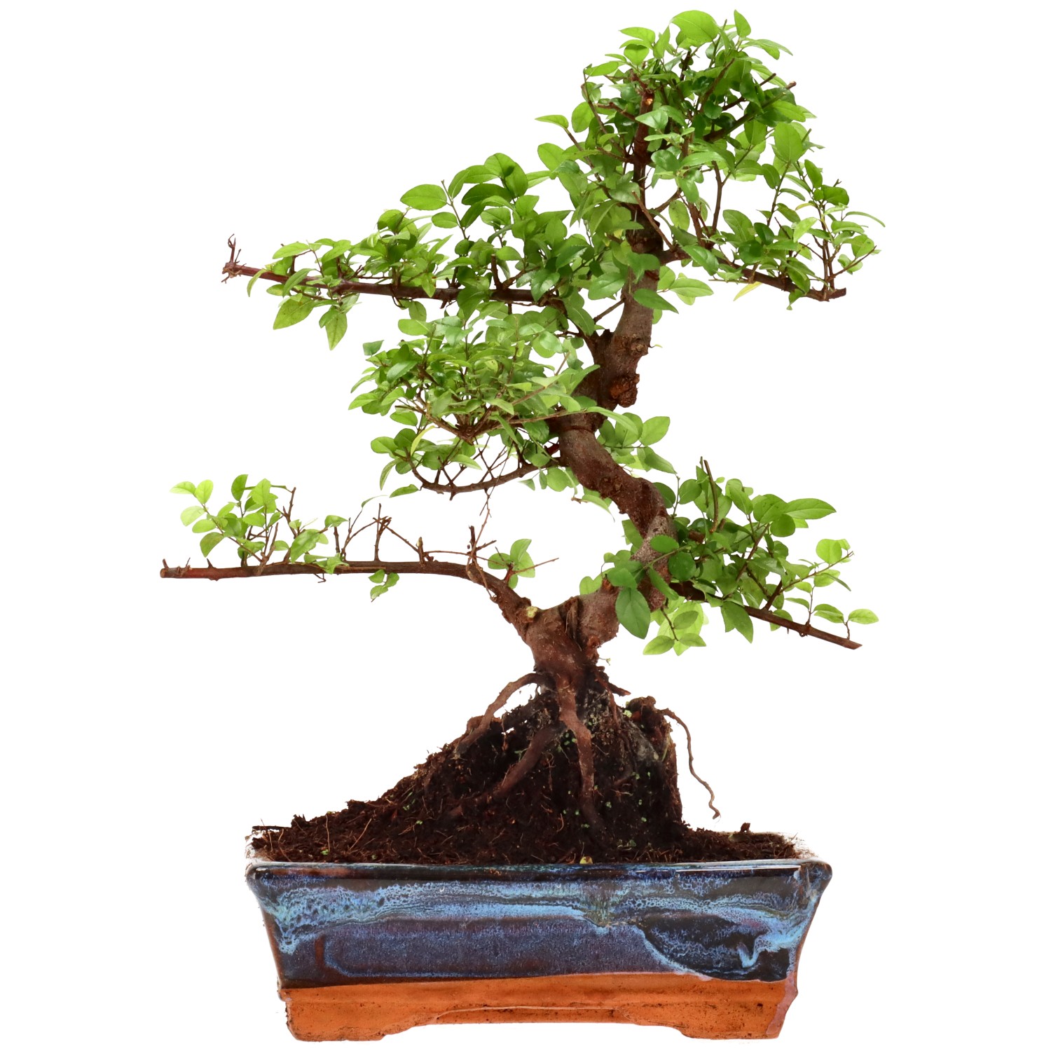 Chin. Bird Plum, approx. 12 y. (34 cm)